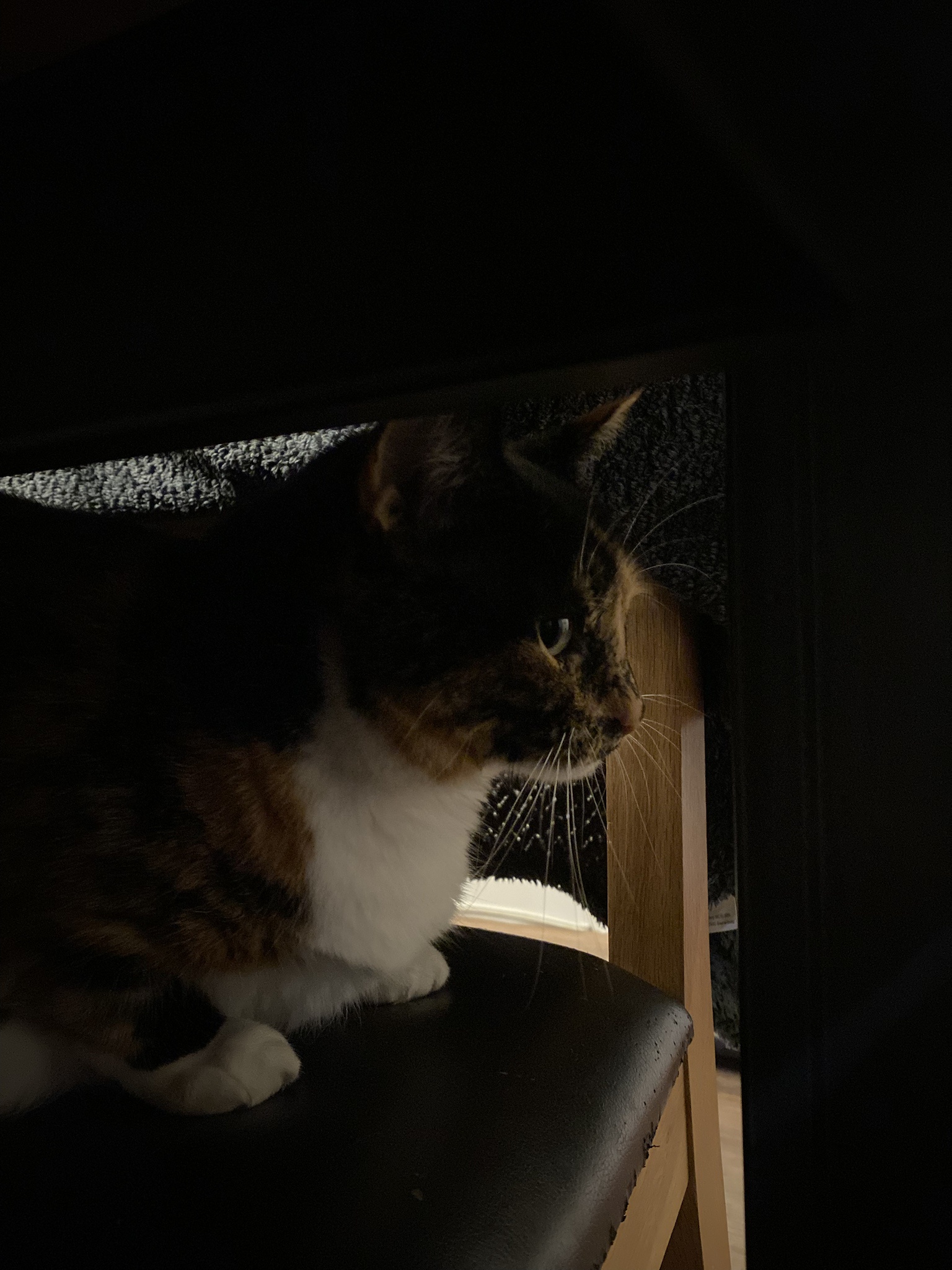 Crumble's Daily Snapshot: A Glimpse into His World
