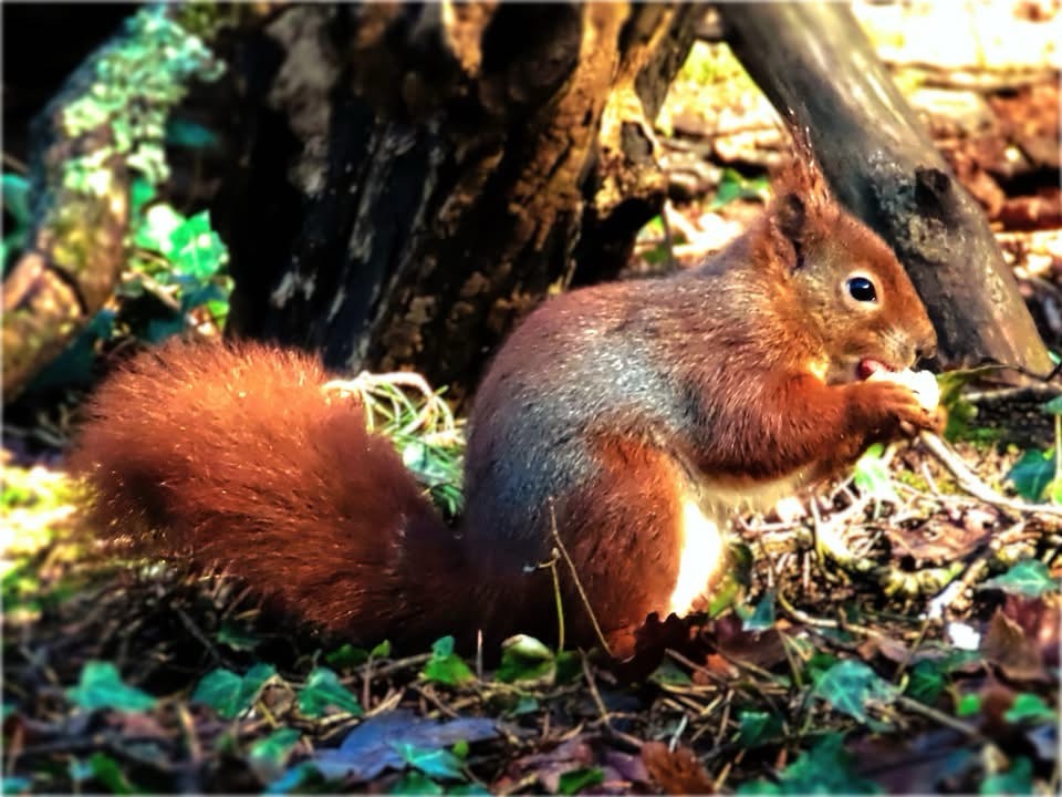 Meet the Adorable Red Squirrel