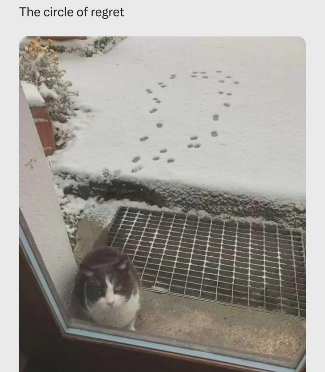 Do you have more of these? 'Pets rejecting snow'