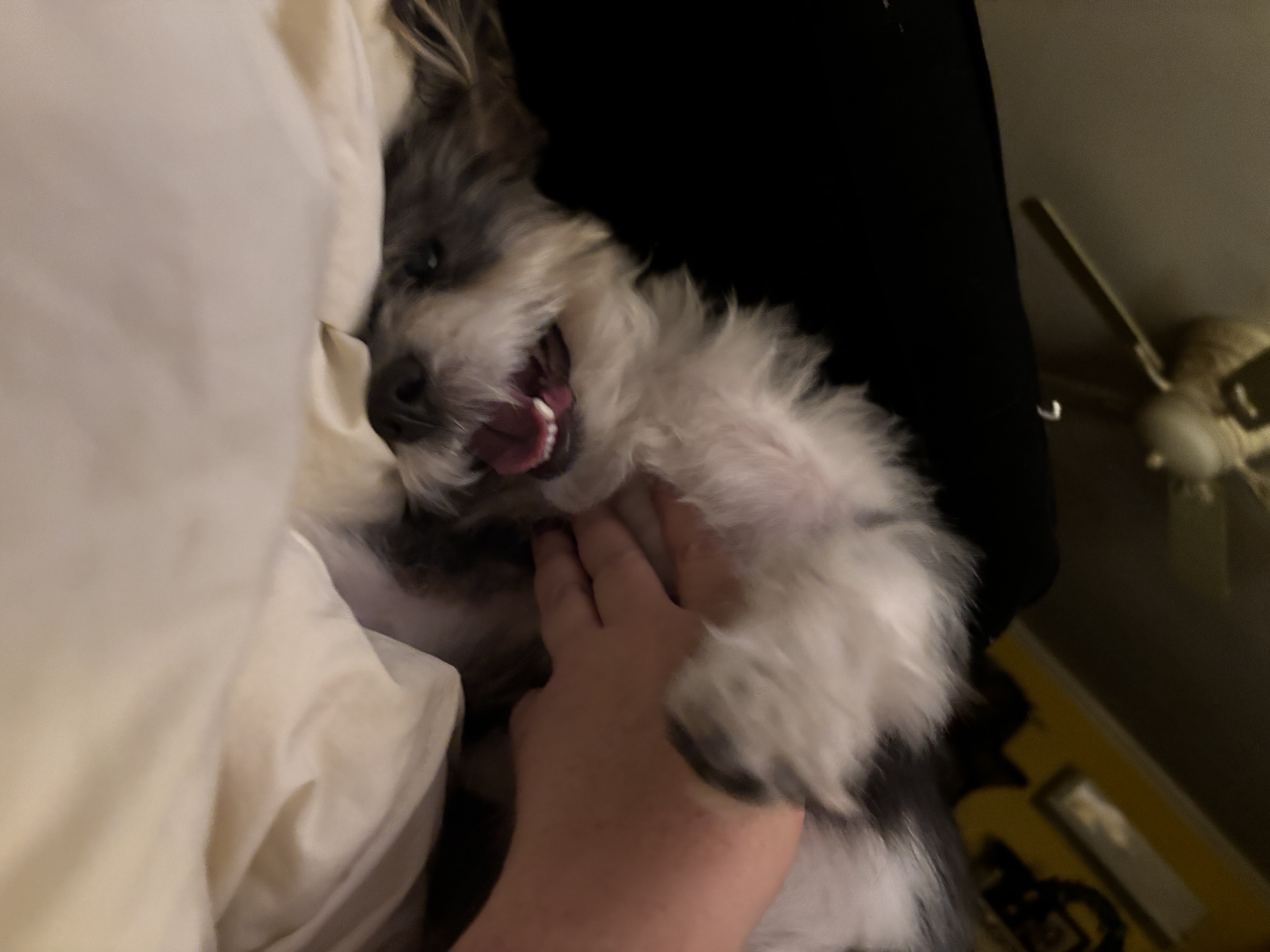 Rigby Ragazzo's Adventures Today