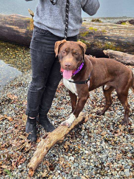 Meet Nado: Available for Adoption at Seattle Humane (Once He Beats Pneumonia)