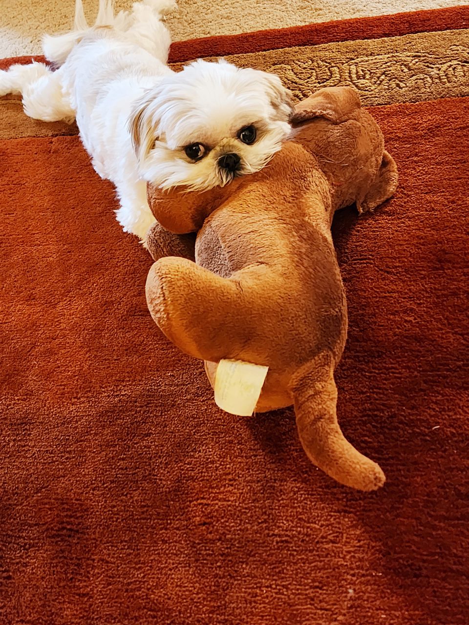 Introducing Baby: The Cutest Little Star