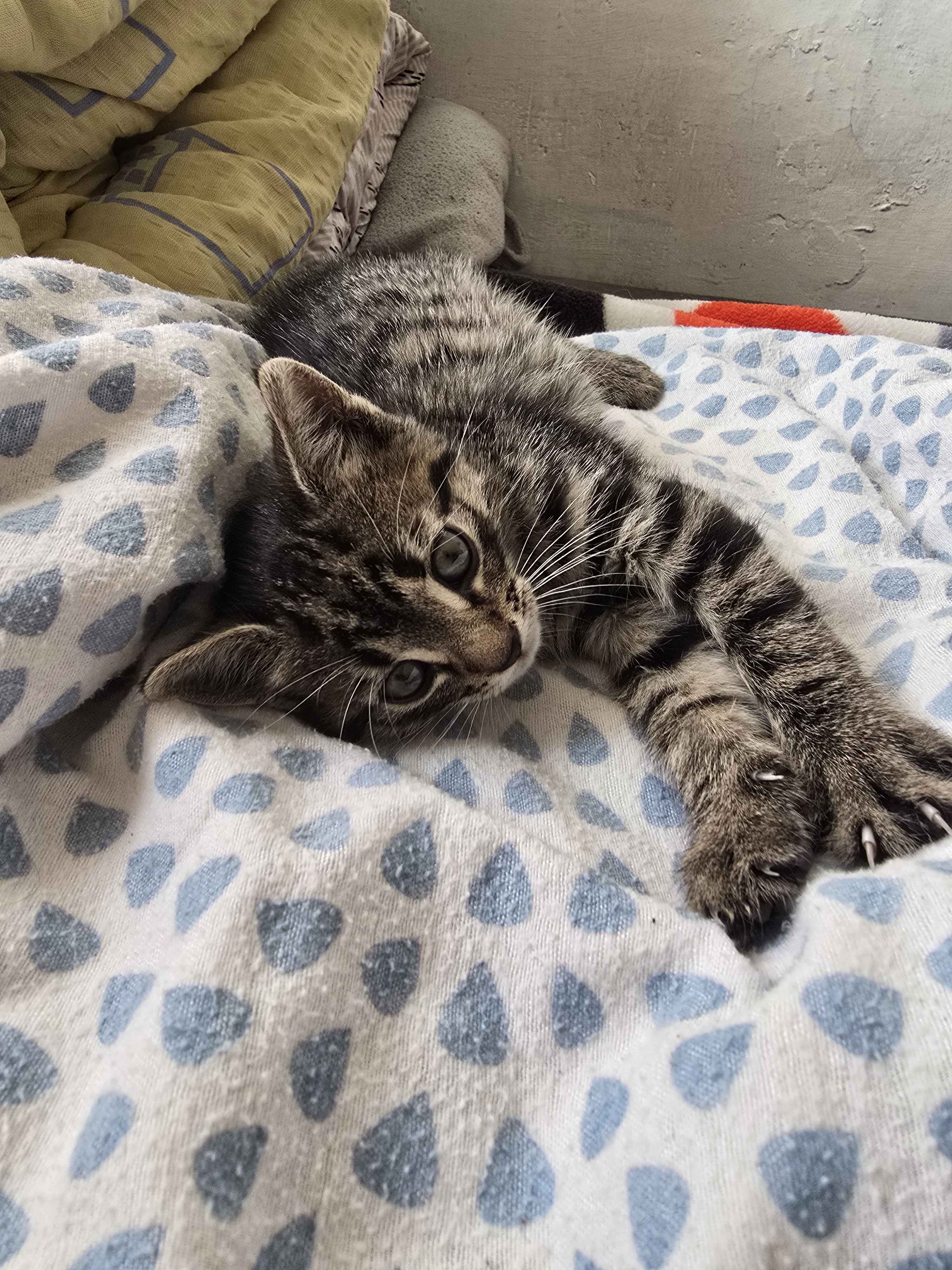 Introducing Our New Furry Family Member!