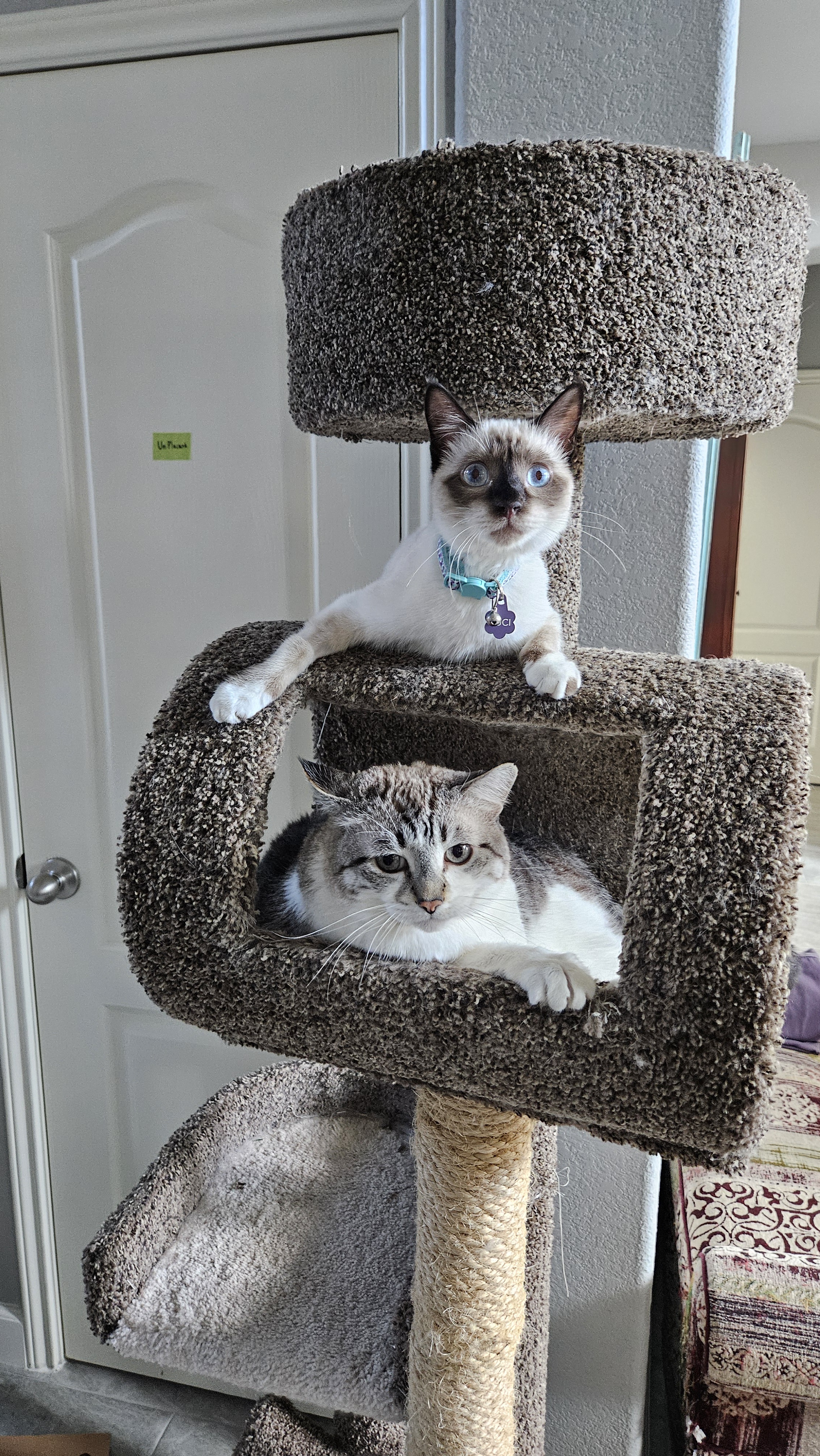 Celebrating Caturday: The Purrfect Day!