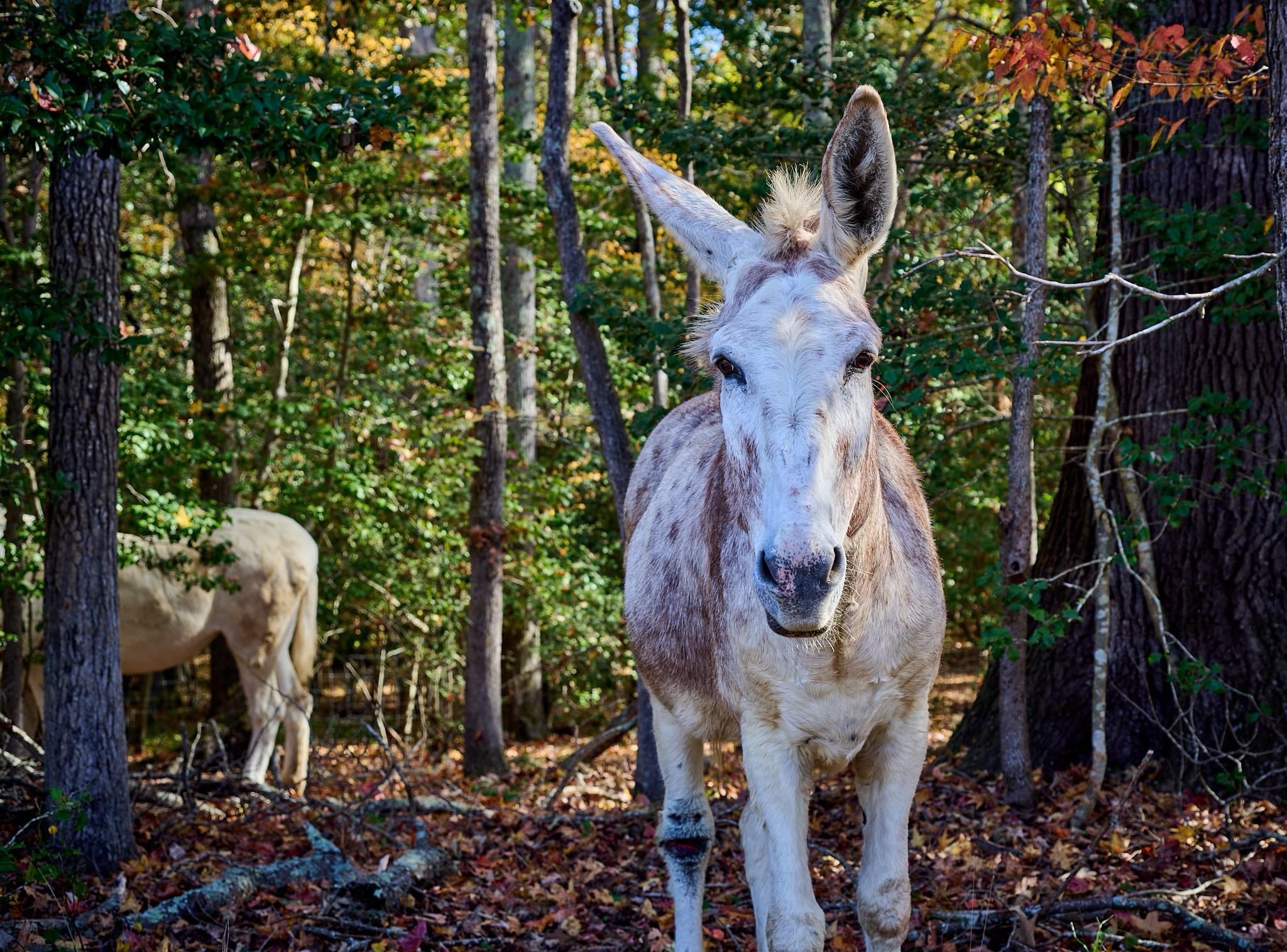 The Classic Donkey: A Timeless Meme Icon