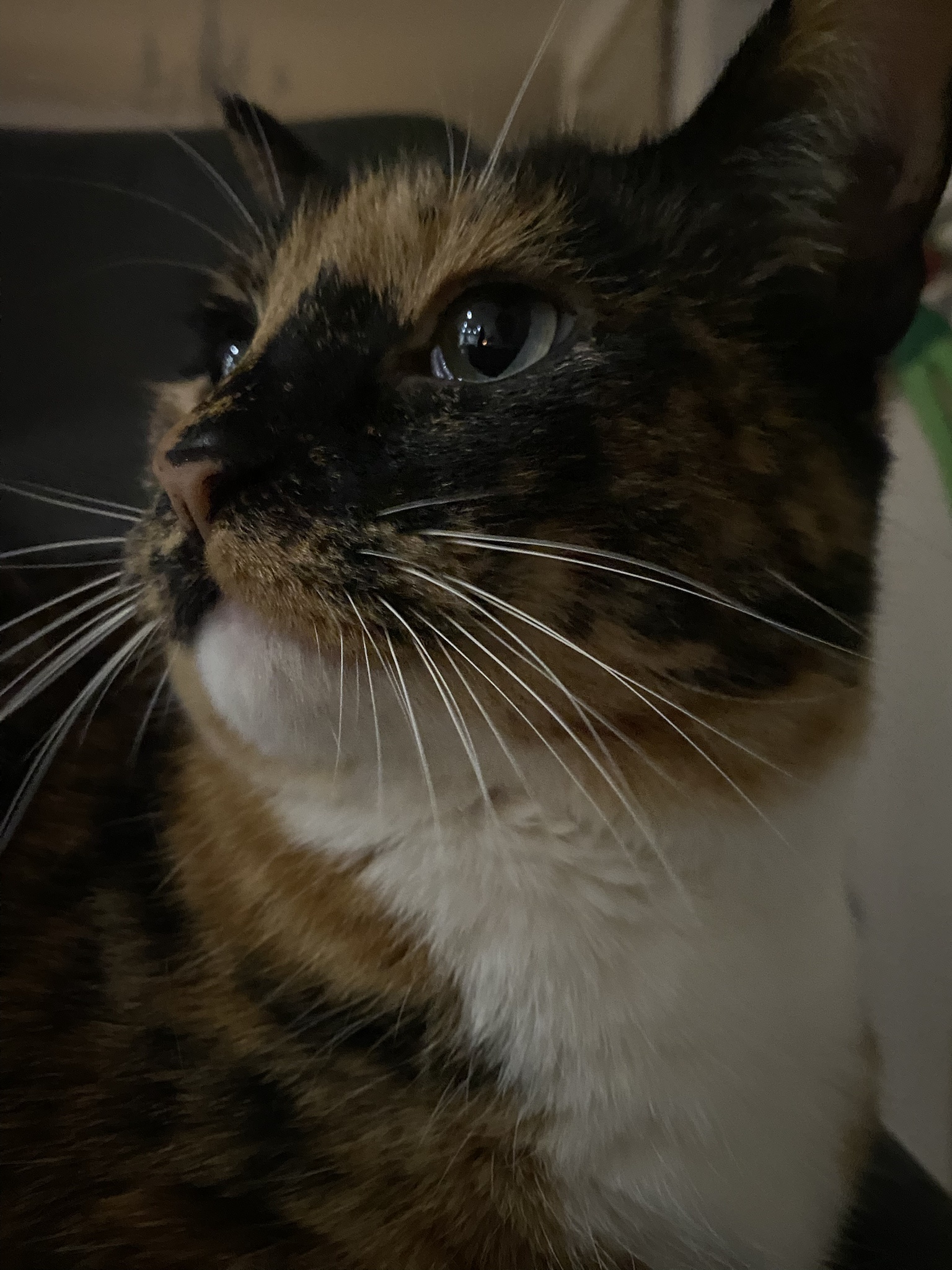 Crumble's Daily Snapshot of Adorableness