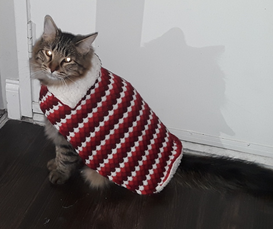 Stylish Winter Vibes with Our Fashionable Feline