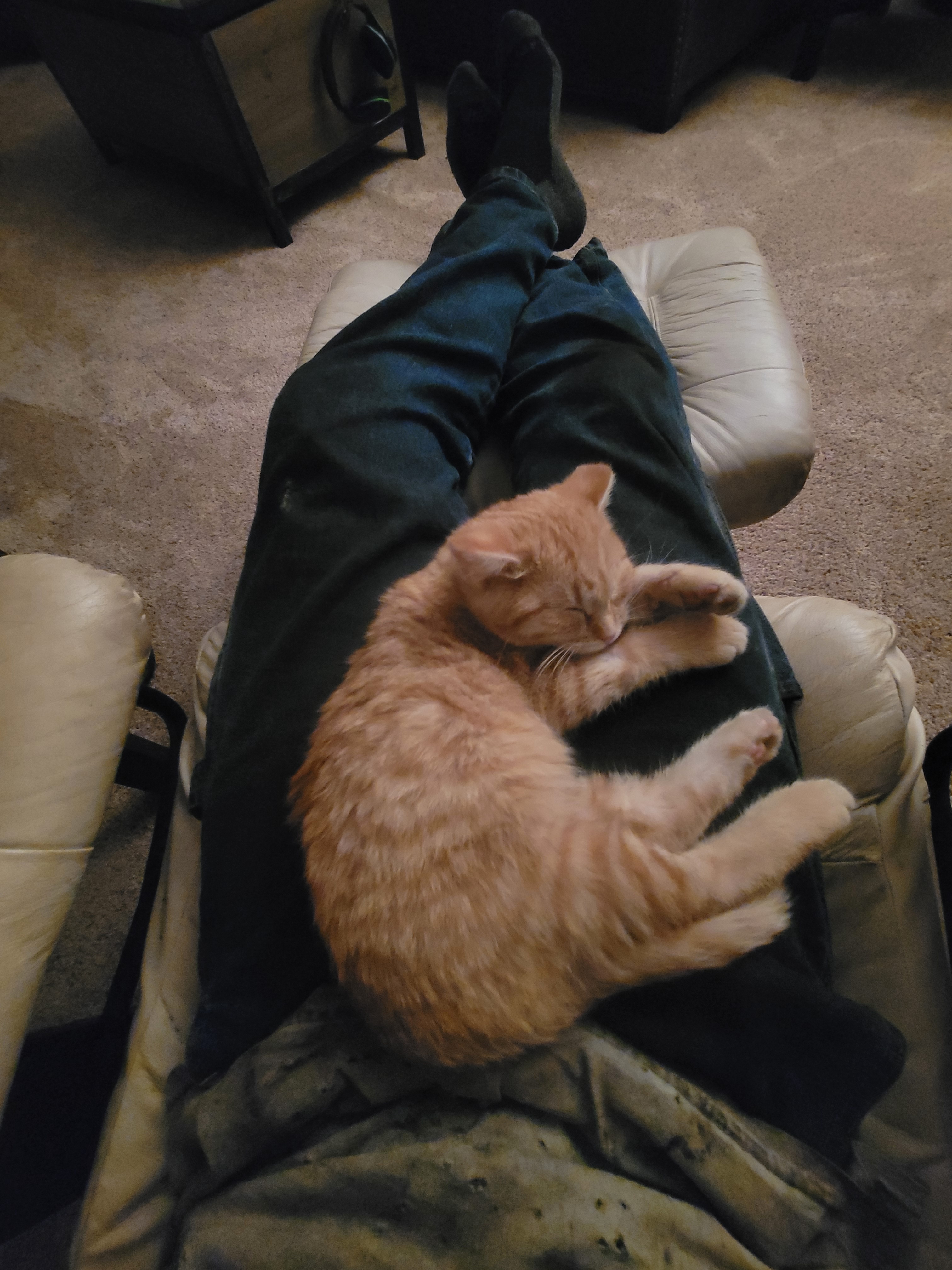 A Rare Moment: The Sleepy Kitten Chronicles