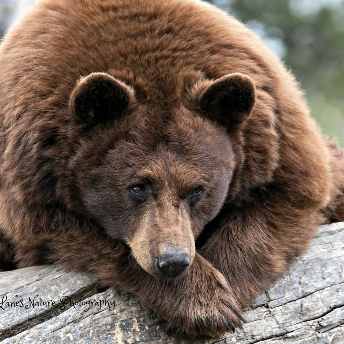 The Majestic Bear: Nature's Gentle Giant