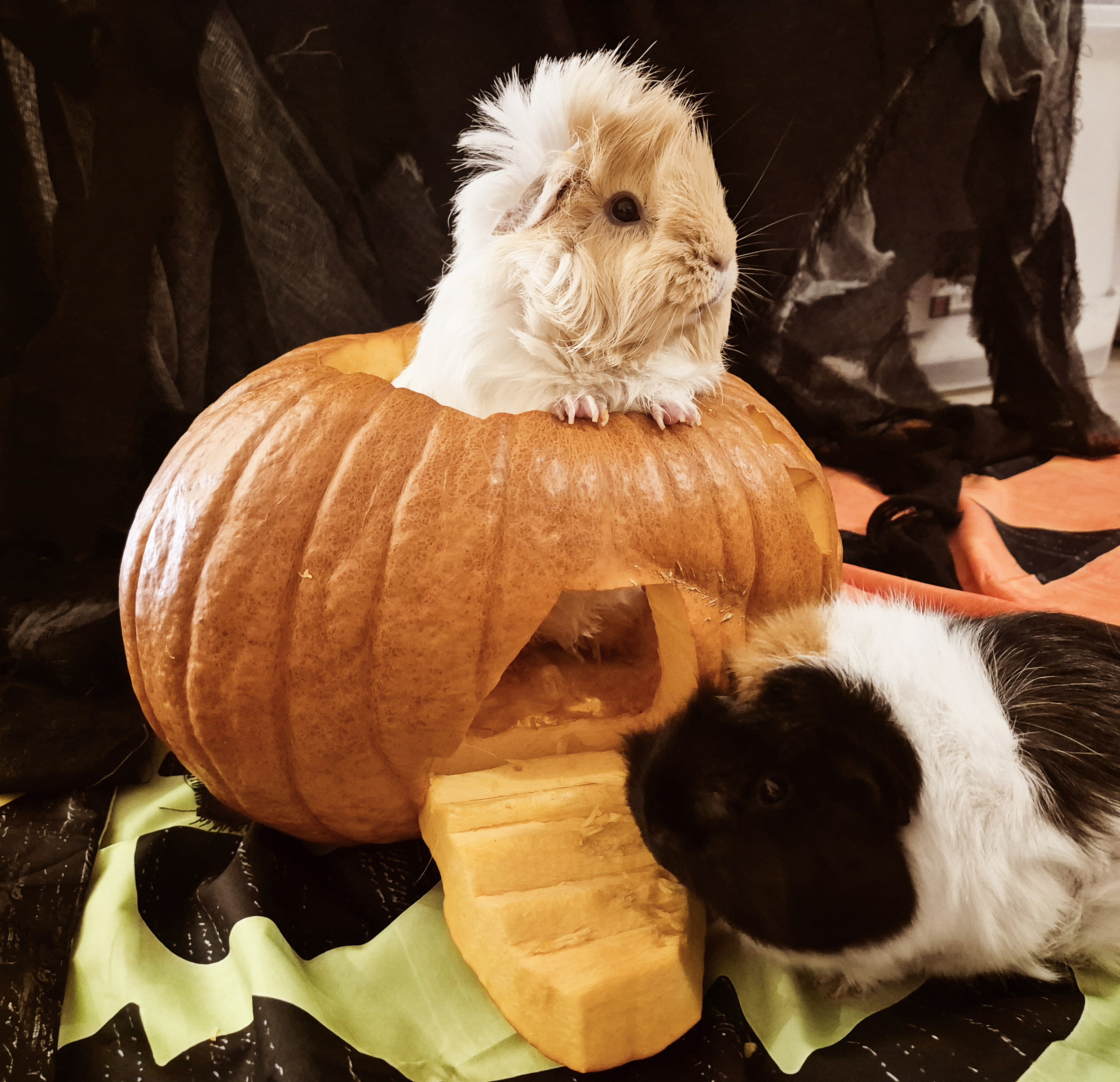 Guinea Pig Halloween: Adorable Costumes for Our Furry Friends!