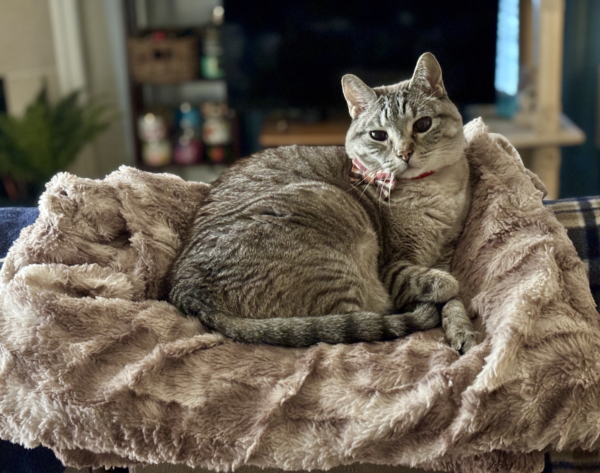 Poopsen Strikes a Regal Pose