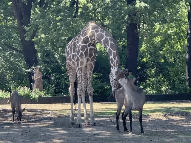 A mischievous giraffe caught in the act