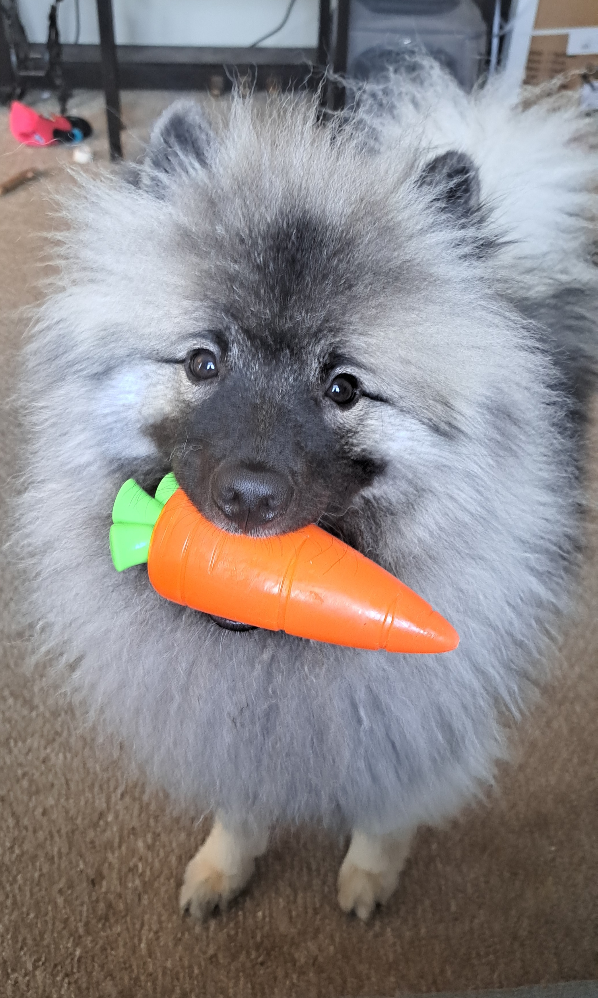 It's Carrot Time!