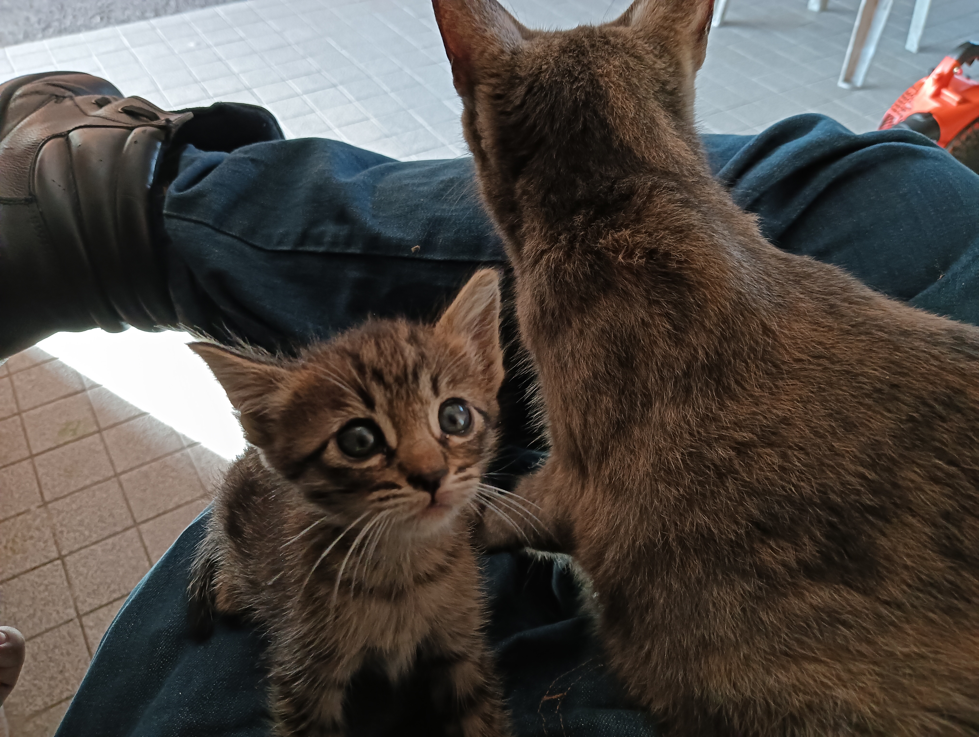 Cat Mom's Adorable Kitten Snuggles