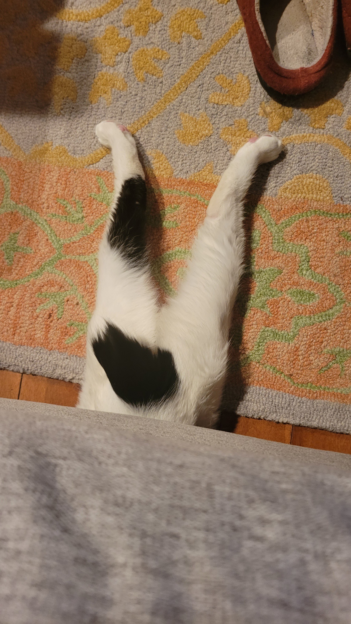 It's My Cake Day! Celebrating with a Picture of My Cat!