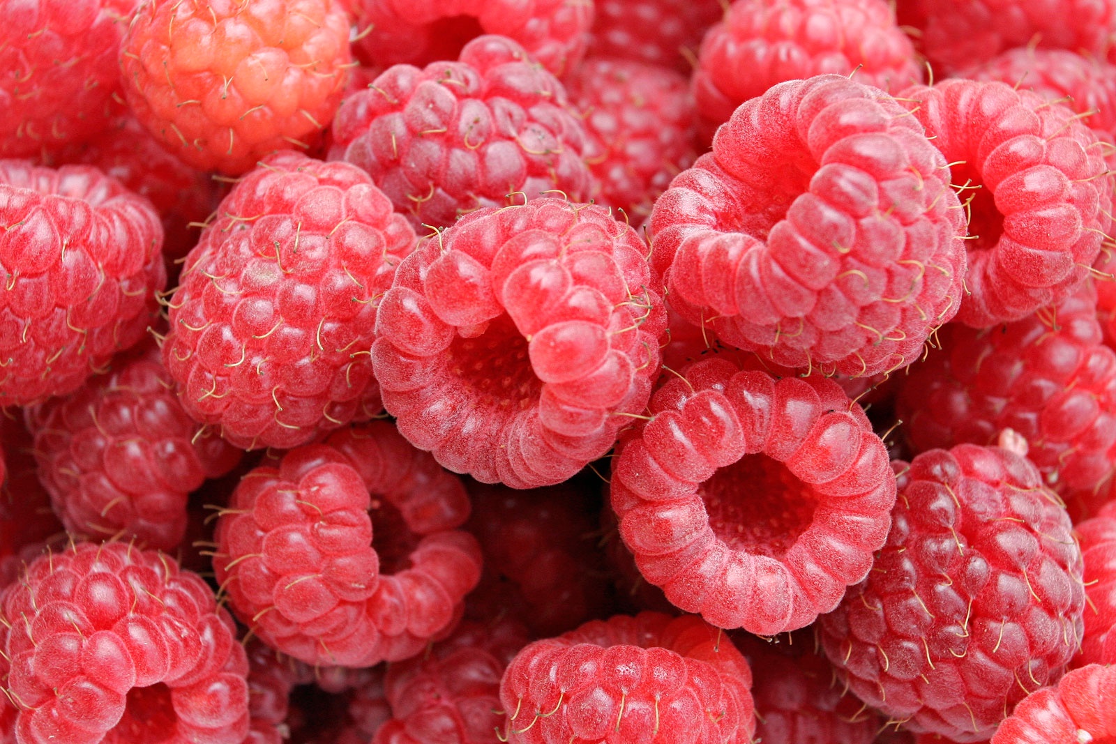 Yes, those are definitely raspberries!