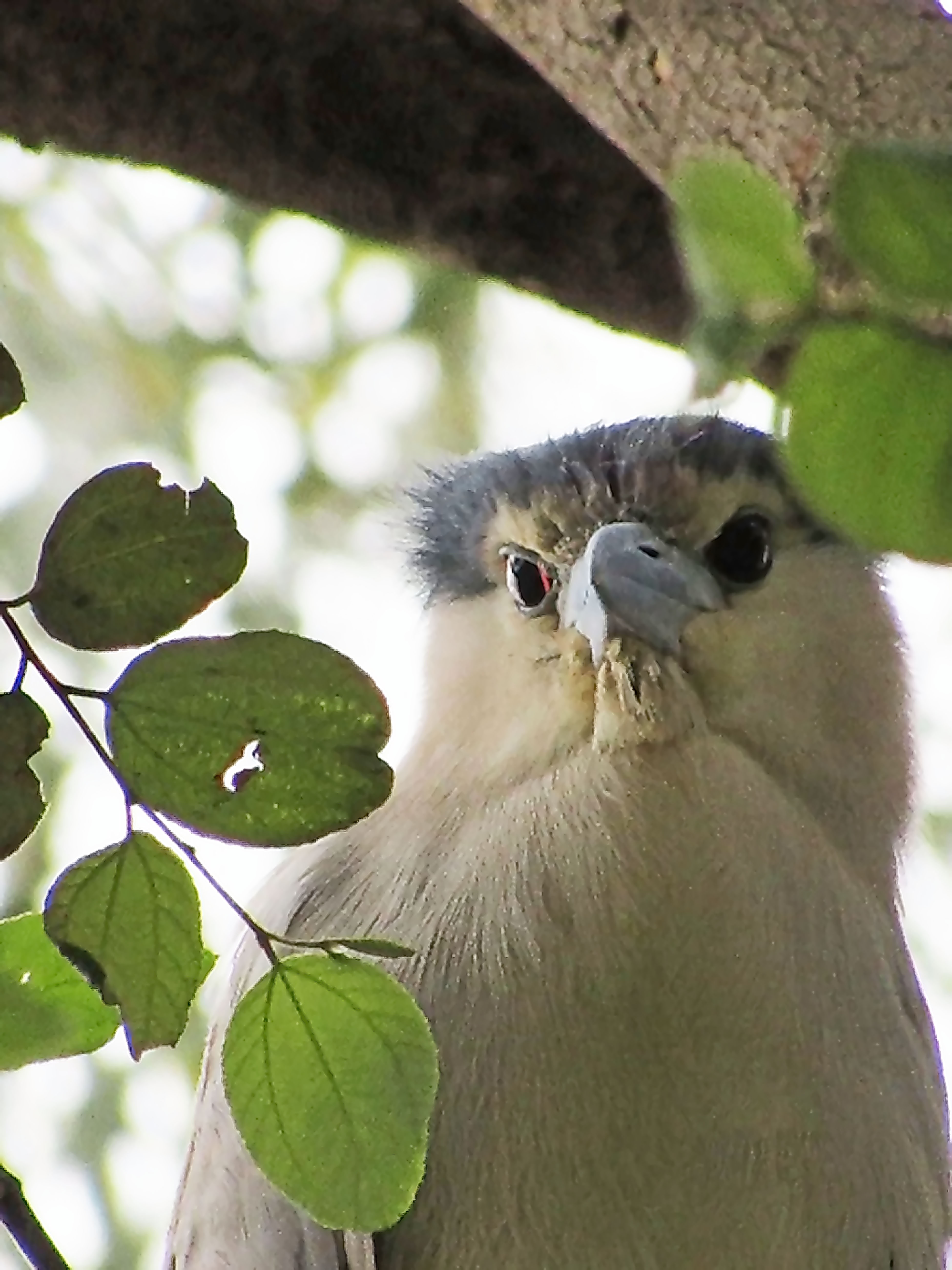 Meet the Majestic Black Crown Night Heron