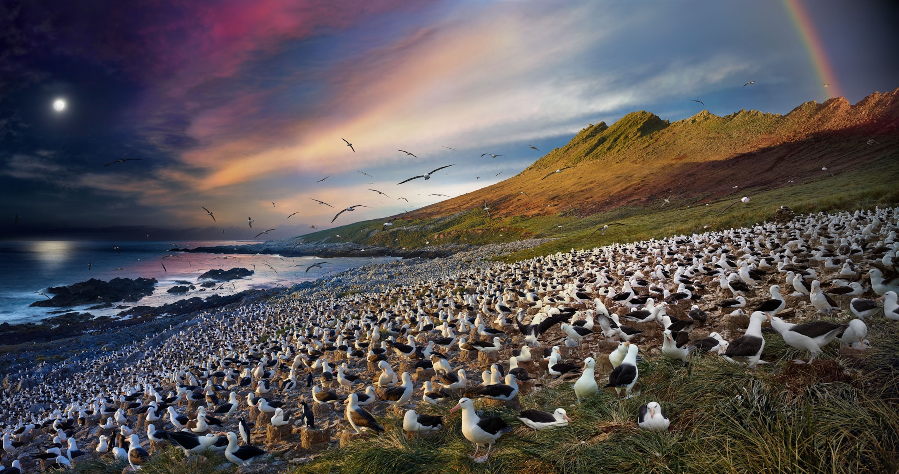 A Day in the Life: Panoramic Views of These Birds