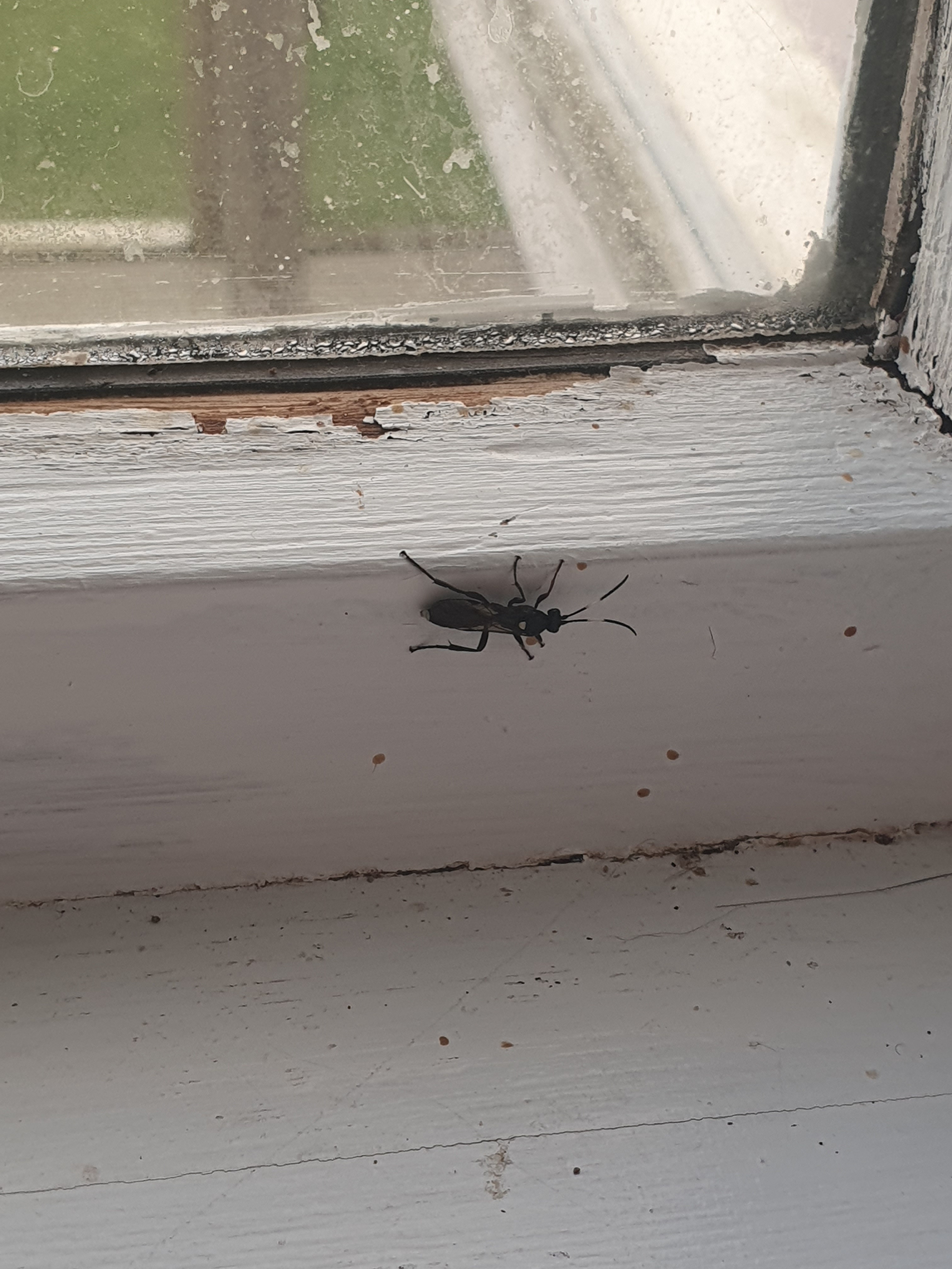 Can You Identify This Mysterious Bug?