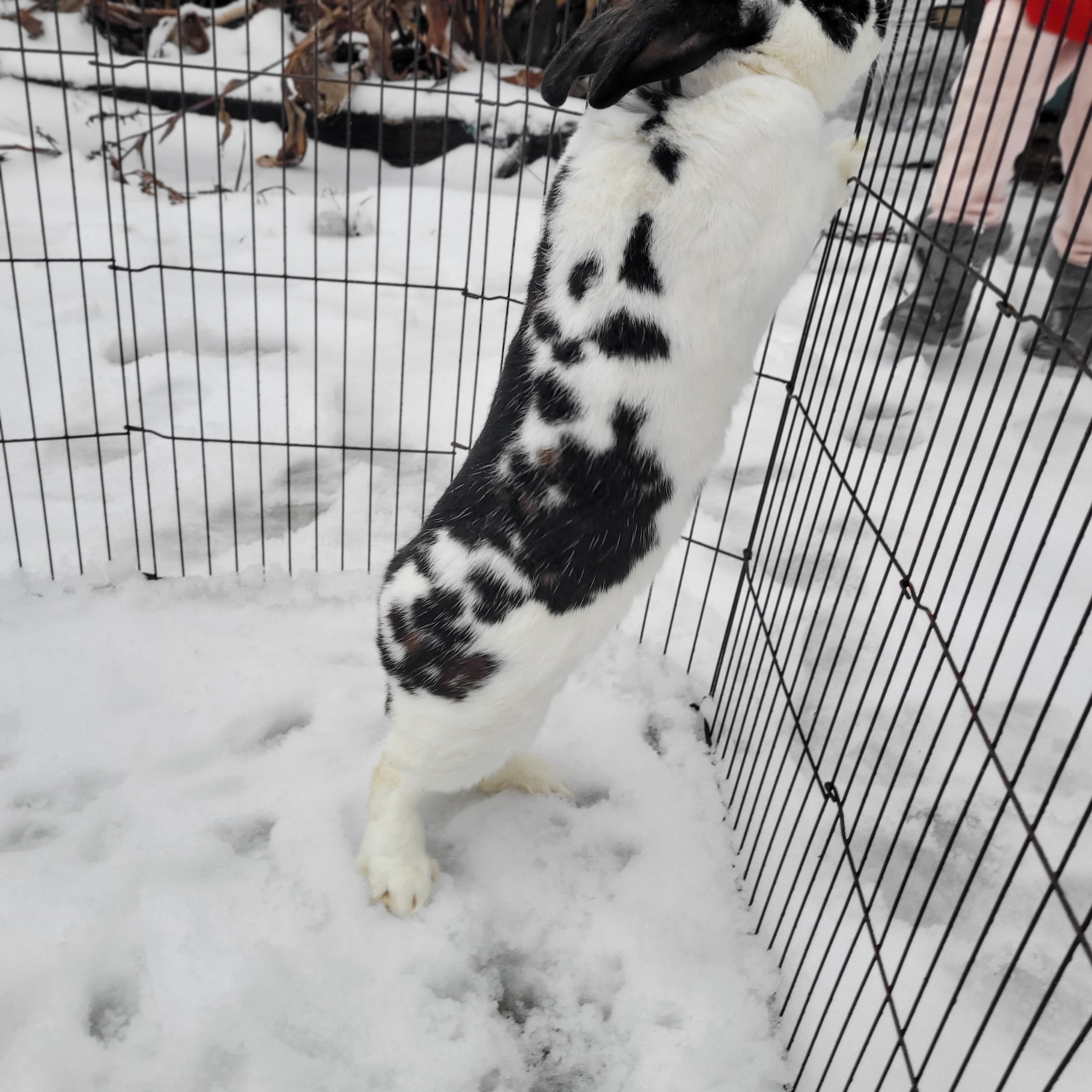 Meet my rabbit! Is that a skull and sloth marking I see?
