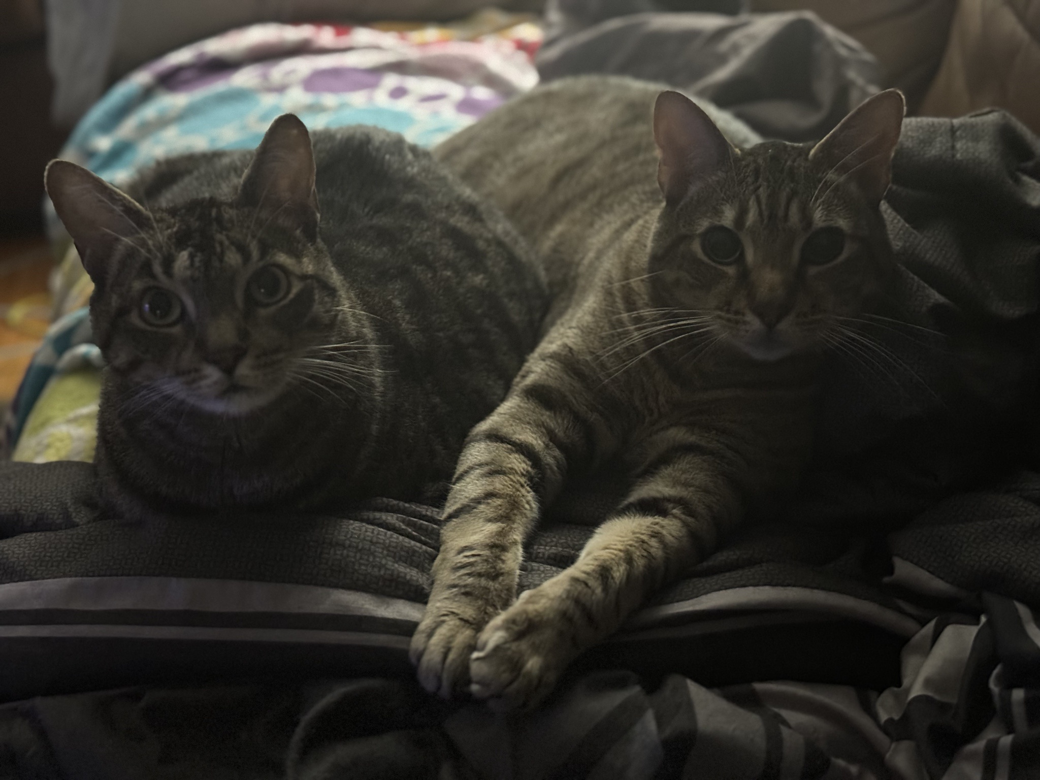 The Fascinating World of Cats
