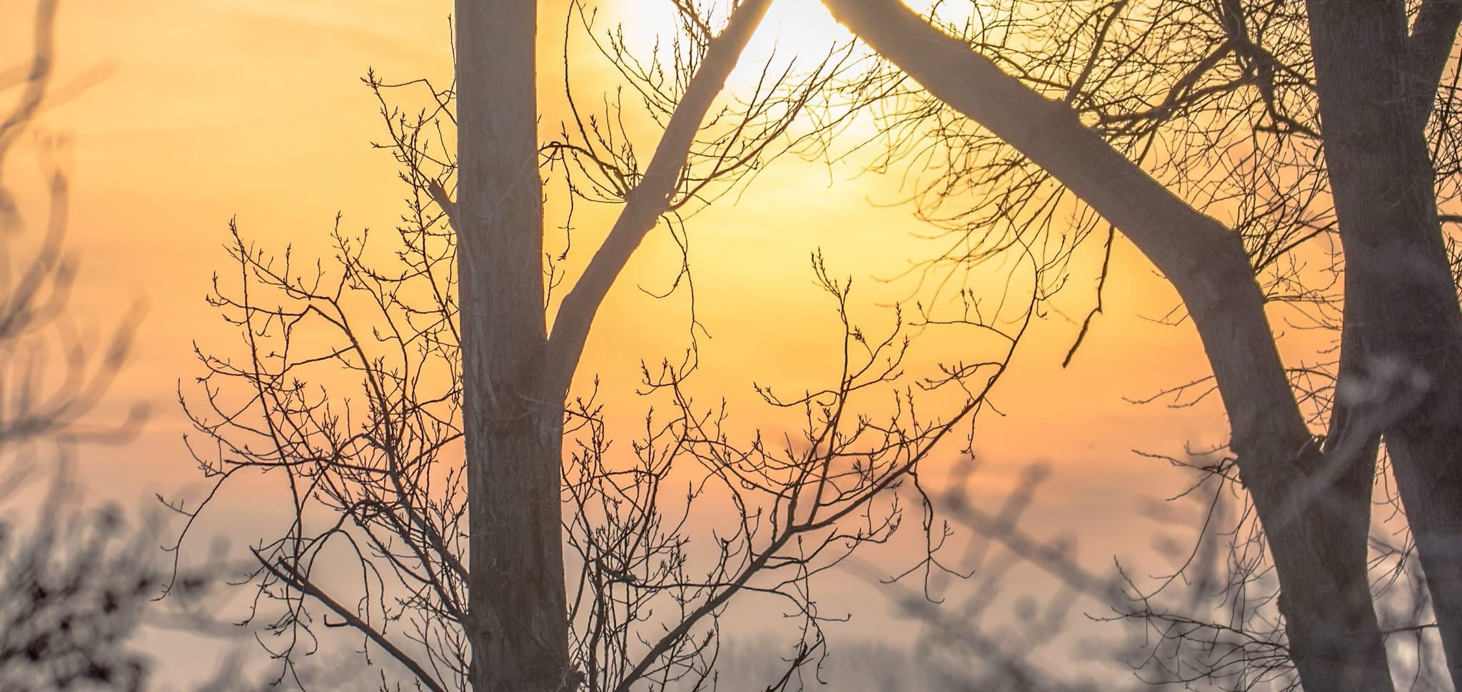 A Mystical Foggy Sunrise: Nature's Canvas