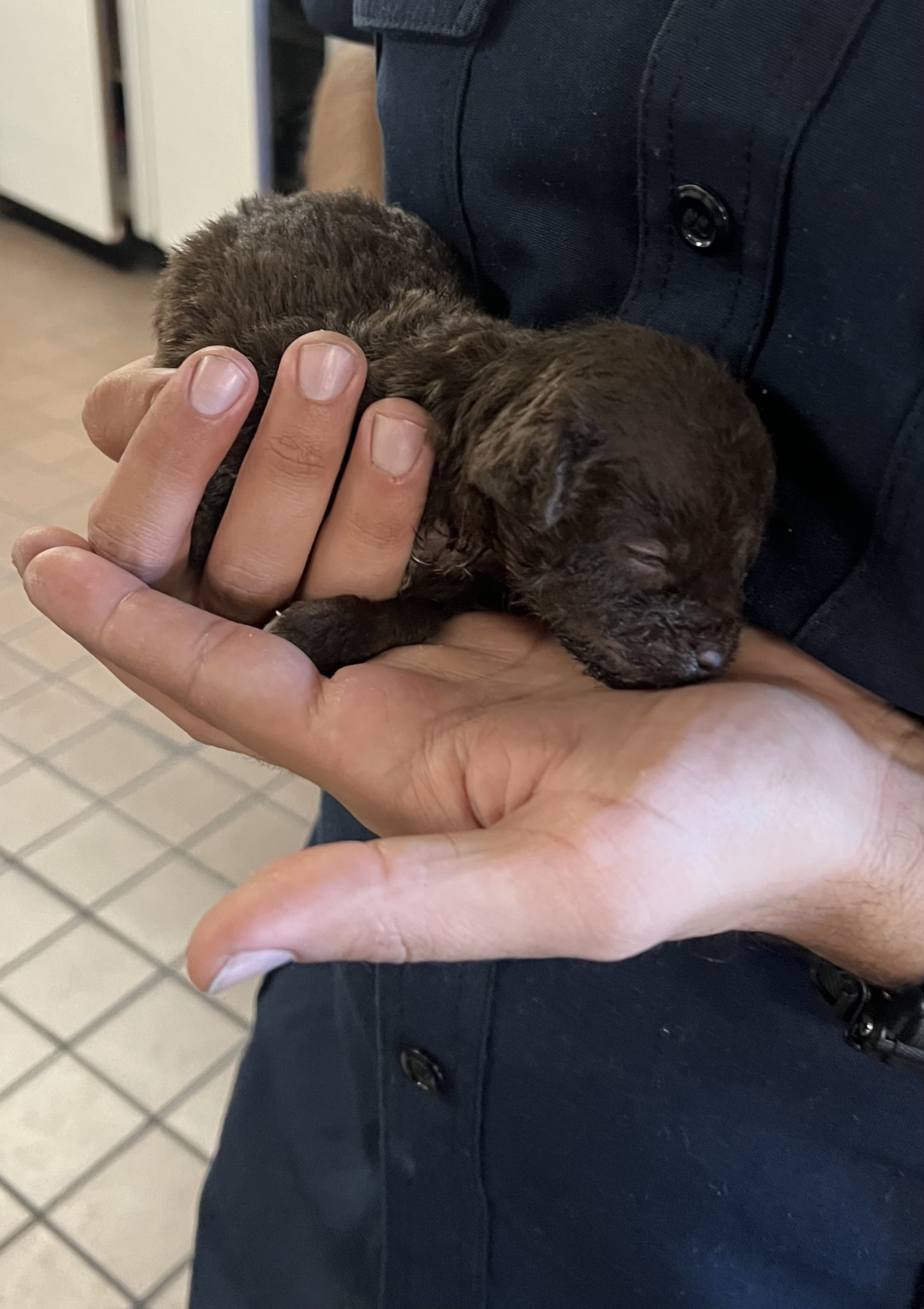 A lost puppy has been found!