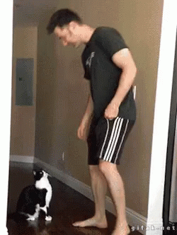 The Incredible Stretchy Cat!
