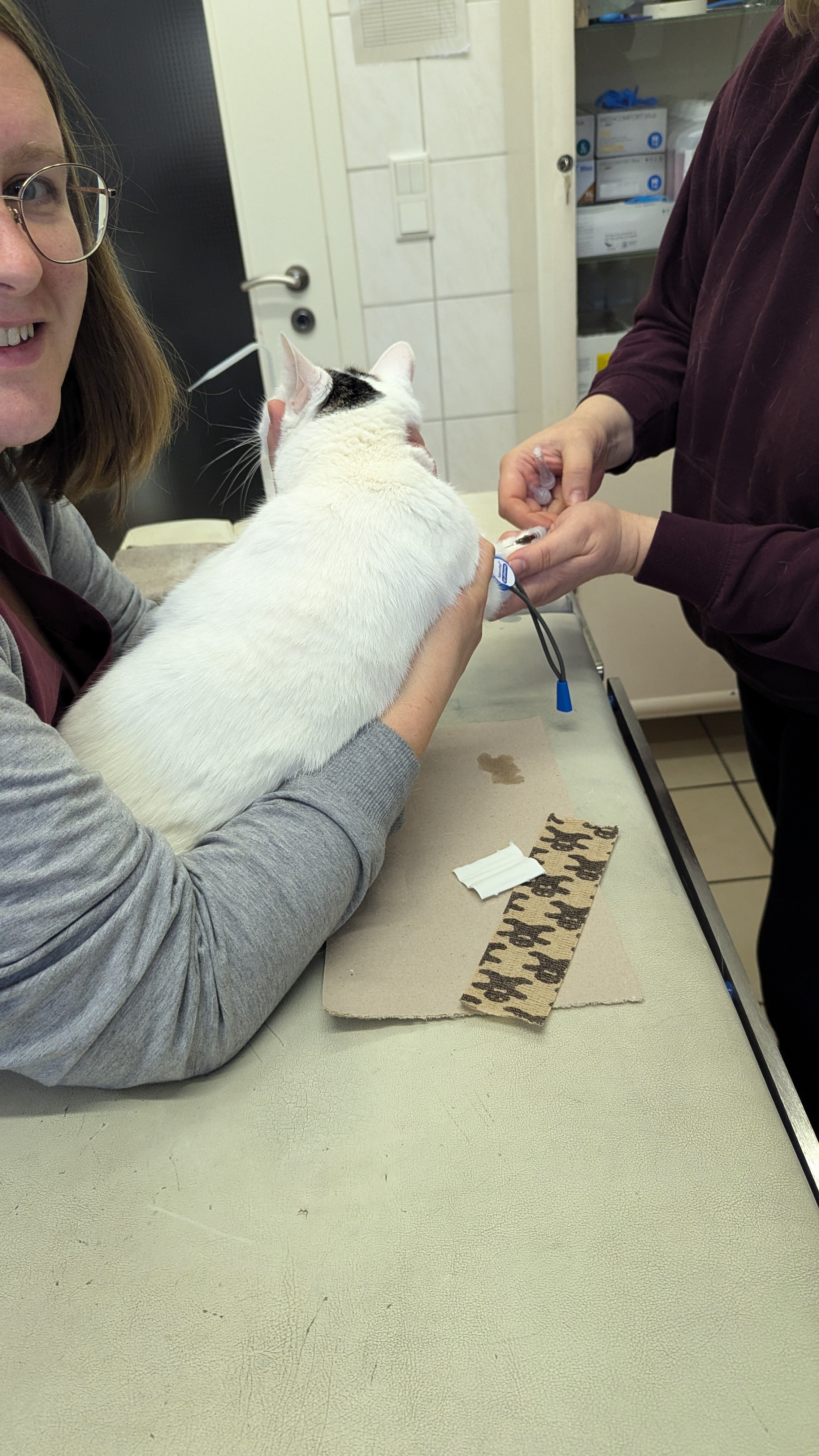 Meet Missy: The Star of the Show
