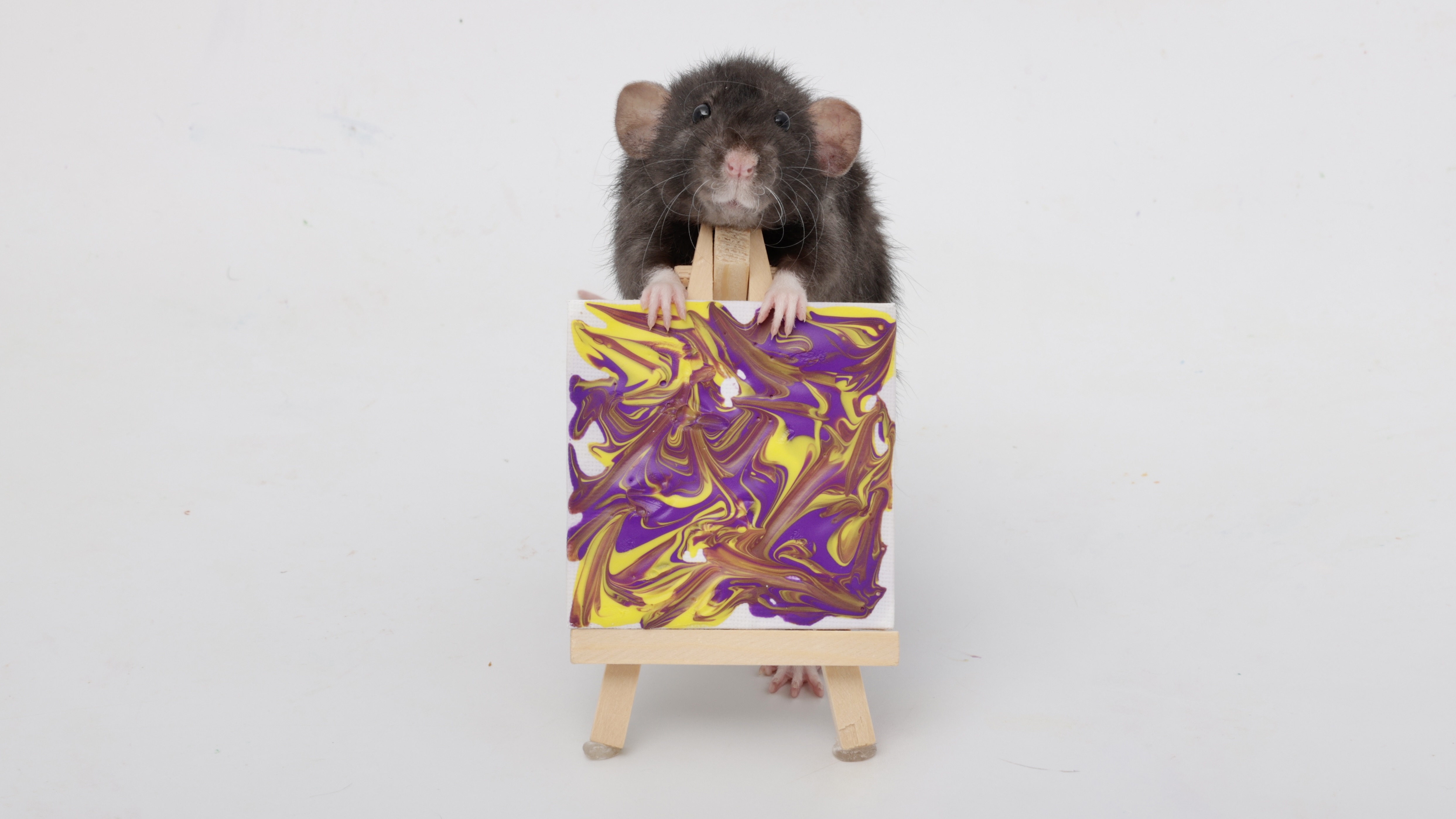 Check Out My Pet Rats' Adorable Tiny Paw Paintings from This Week!