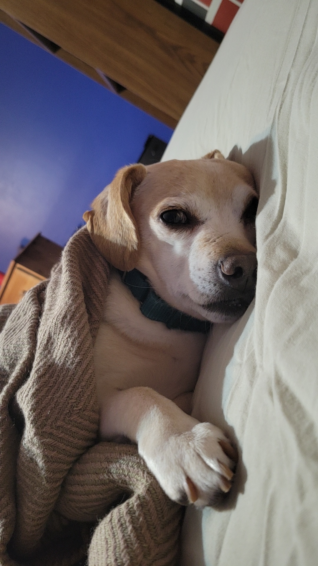 The Ultimate Good Boy