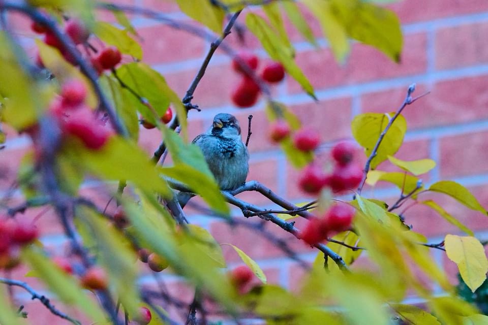 The Mysterious Bluebird Returns
