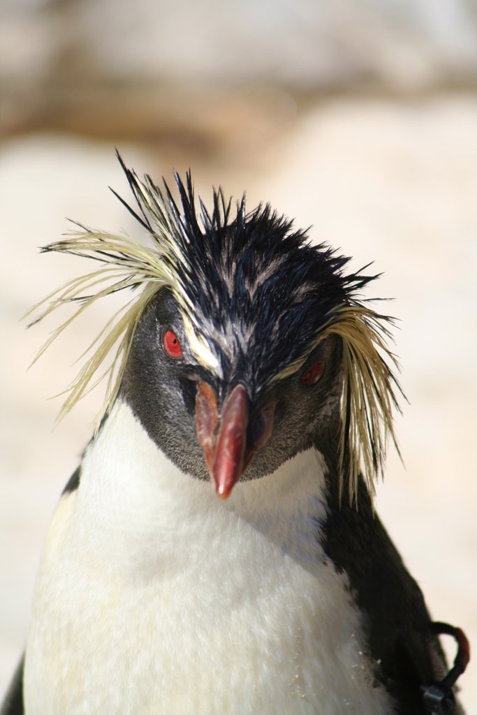 Furious Penguin: The Ultimate Mood