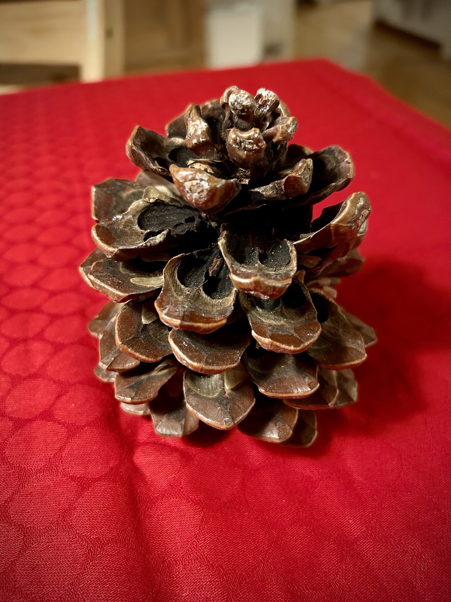 In the Forest, Pinecones Reign as Currency