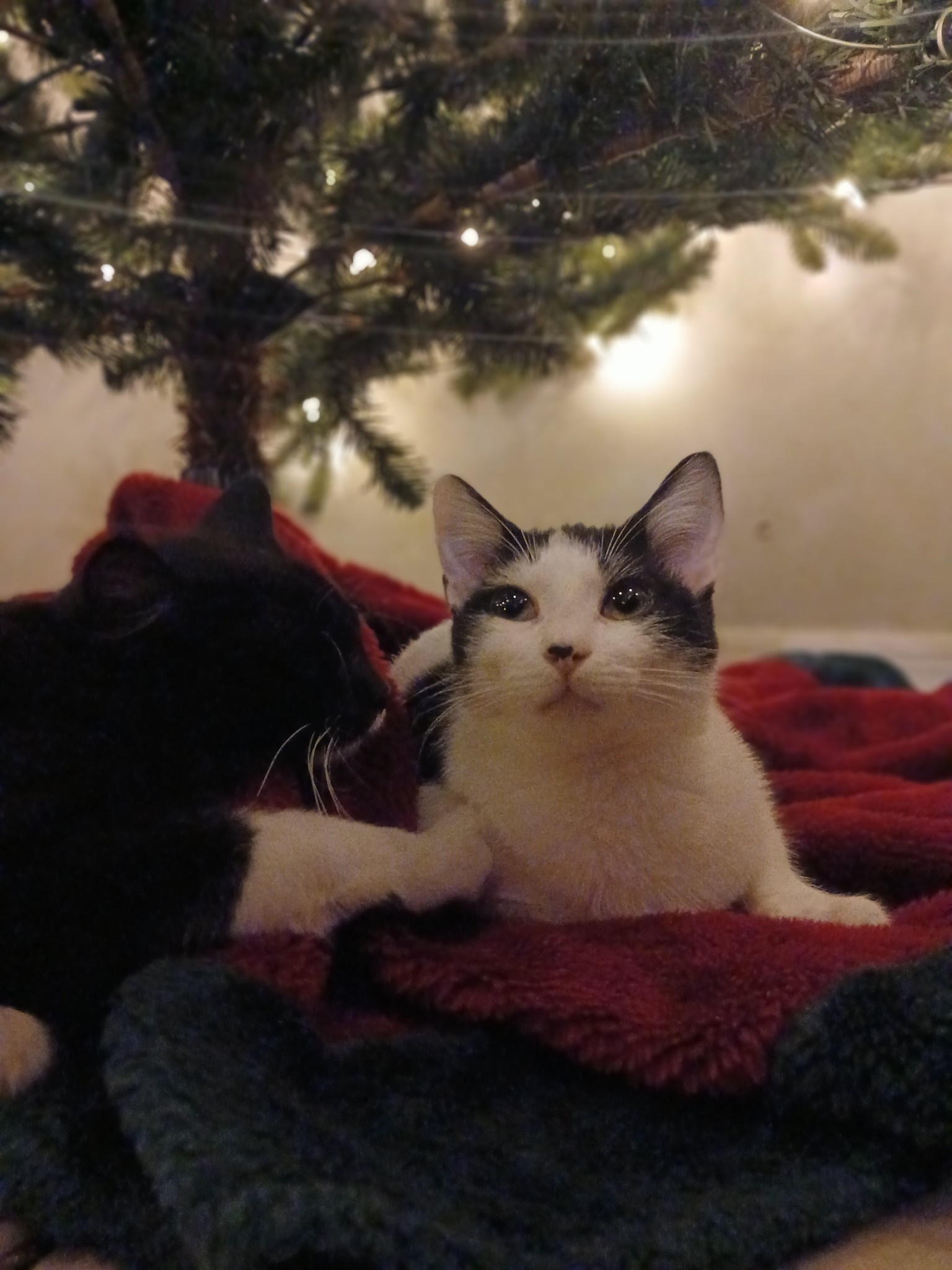 Chillin' Under the Tree