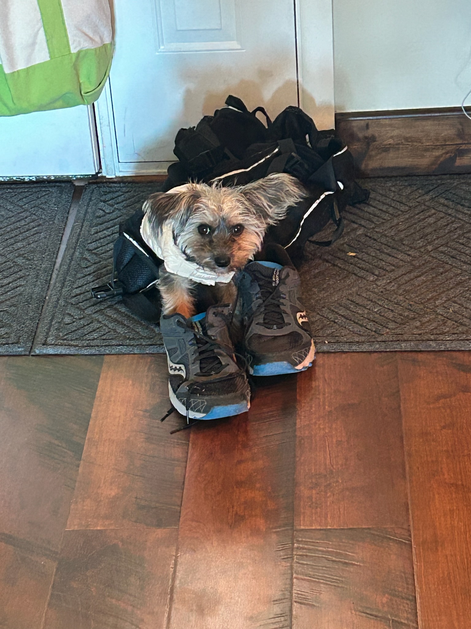 Alfie’s Reluctance: He Doesn’t Want Me to Hit the Gym!