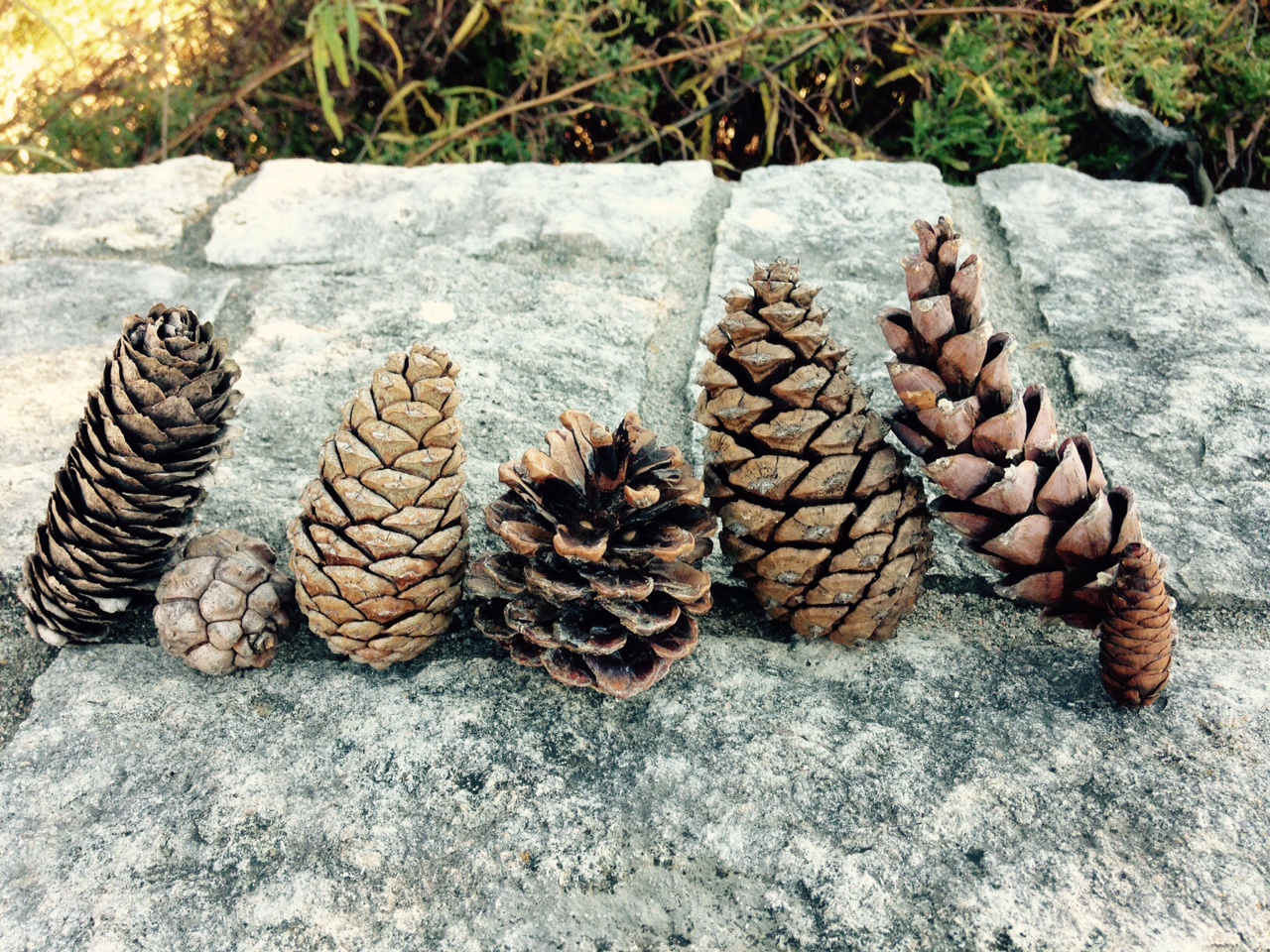 Looks like I've been drafted into Team Pinecone!