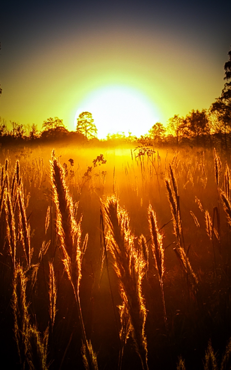 A Golden Field Awaits