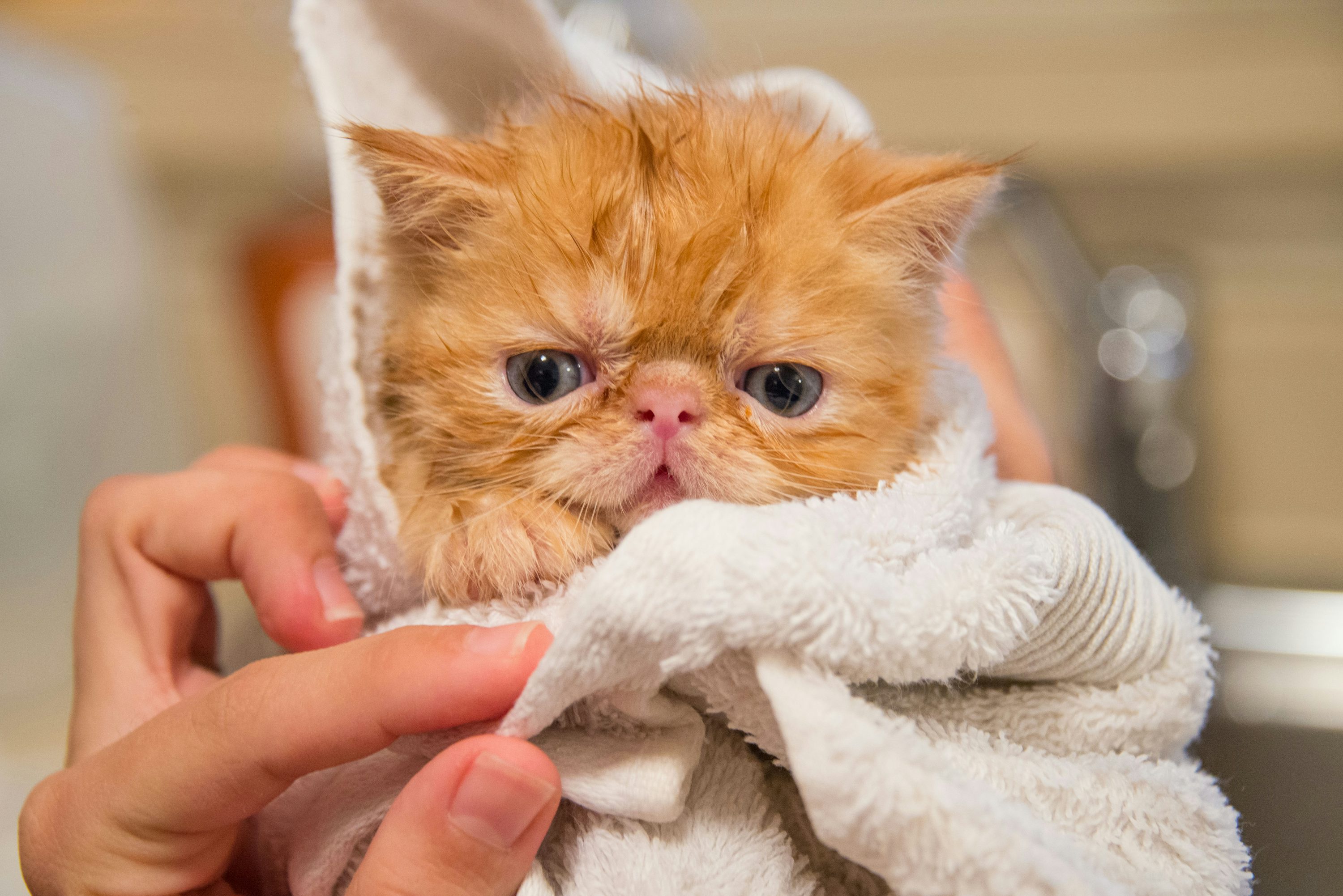 Meet the Majestic Persian Cat: A Feline Wonder