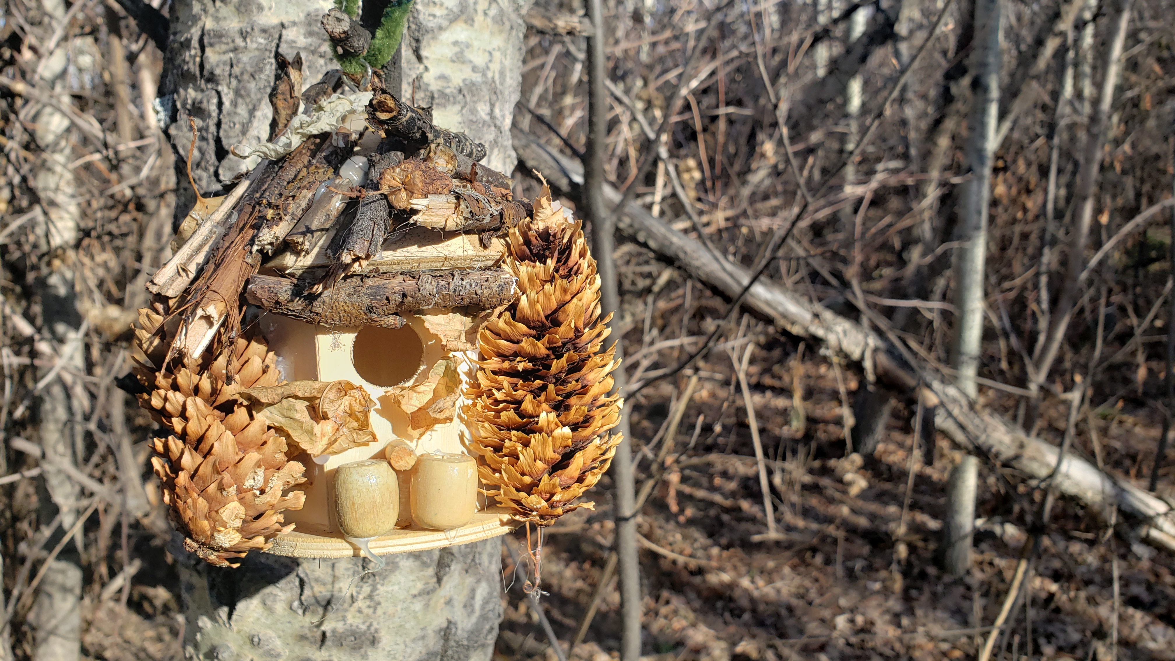 PINECONE Power!