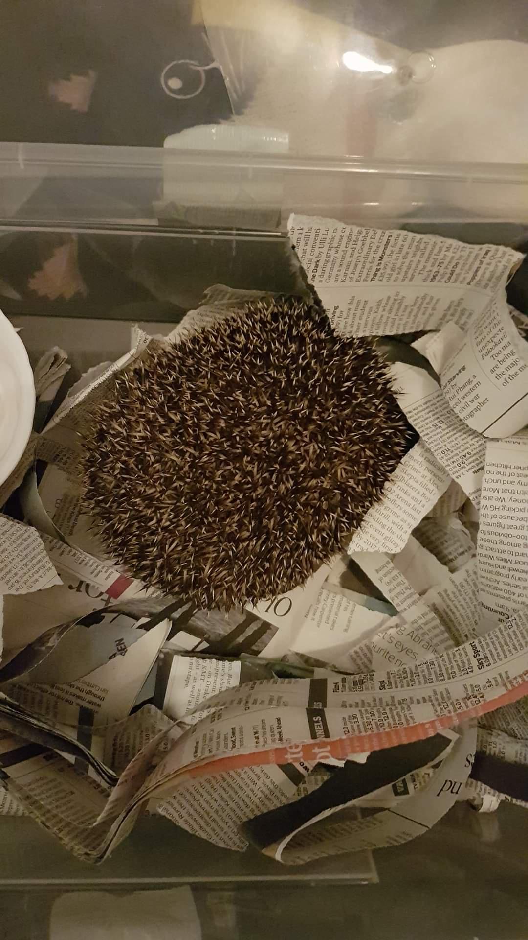 The adorable hedgehog in all its glory