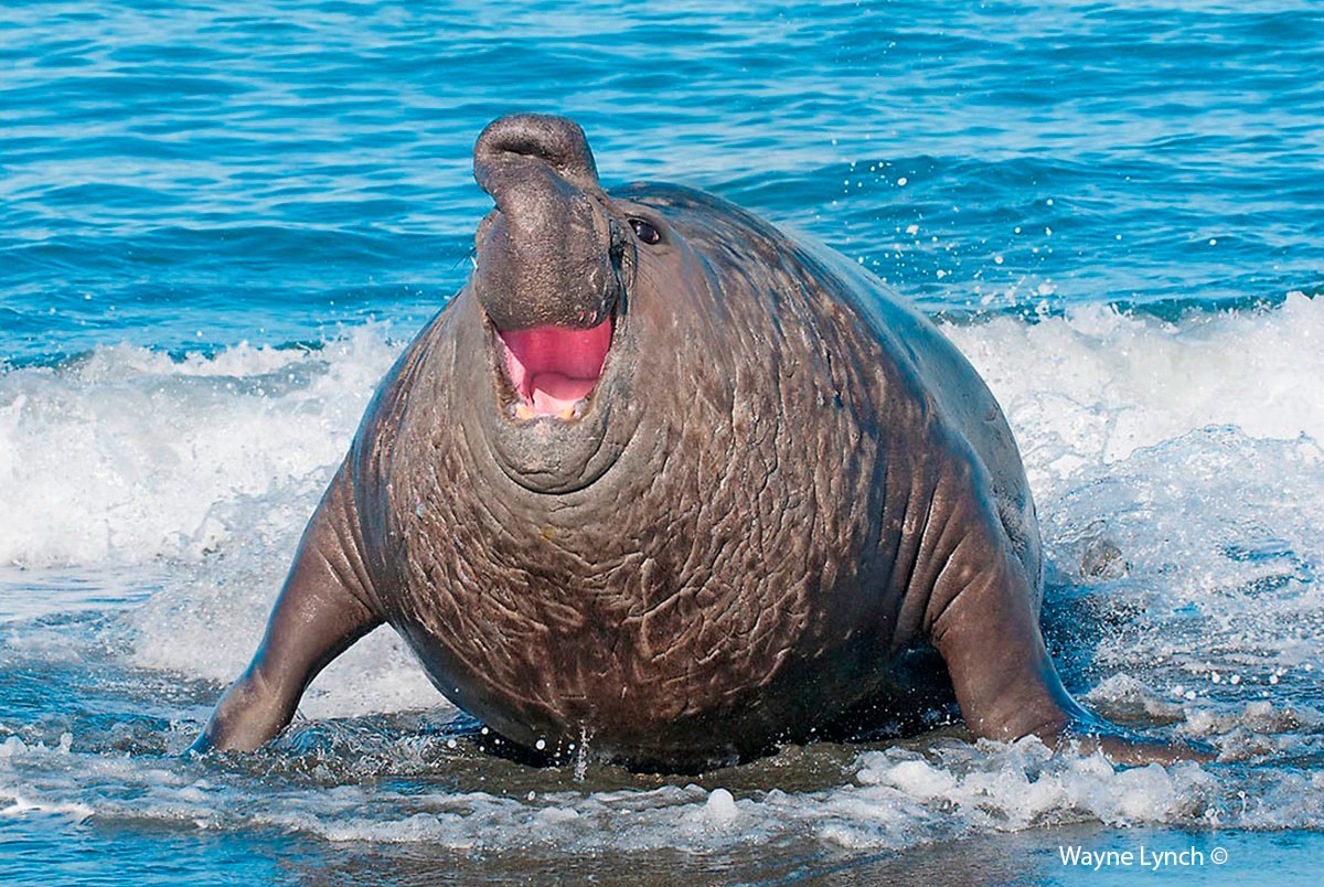 Get to Know the Majestic Southern Elephant Seal