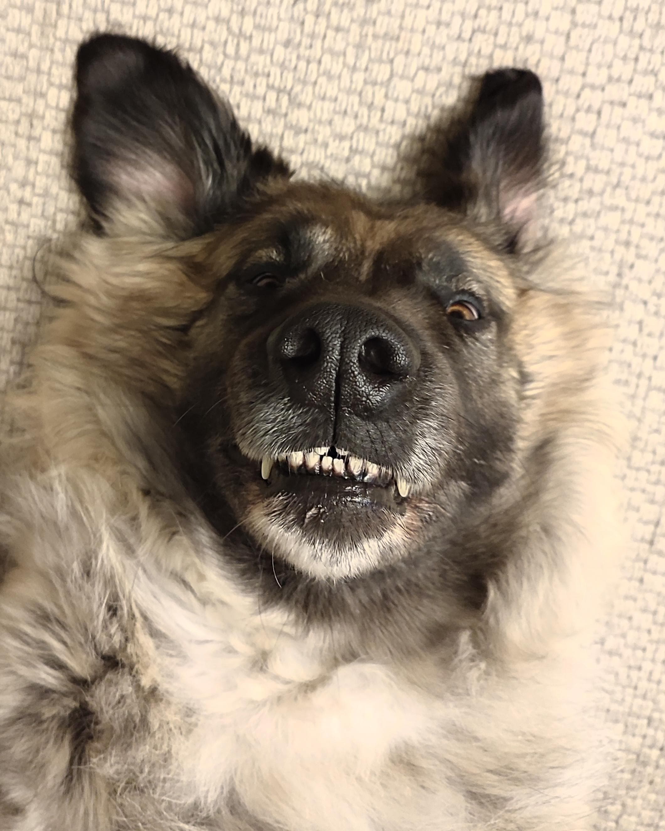 Witness the Grace and Power of the Mighty Kangal Dog