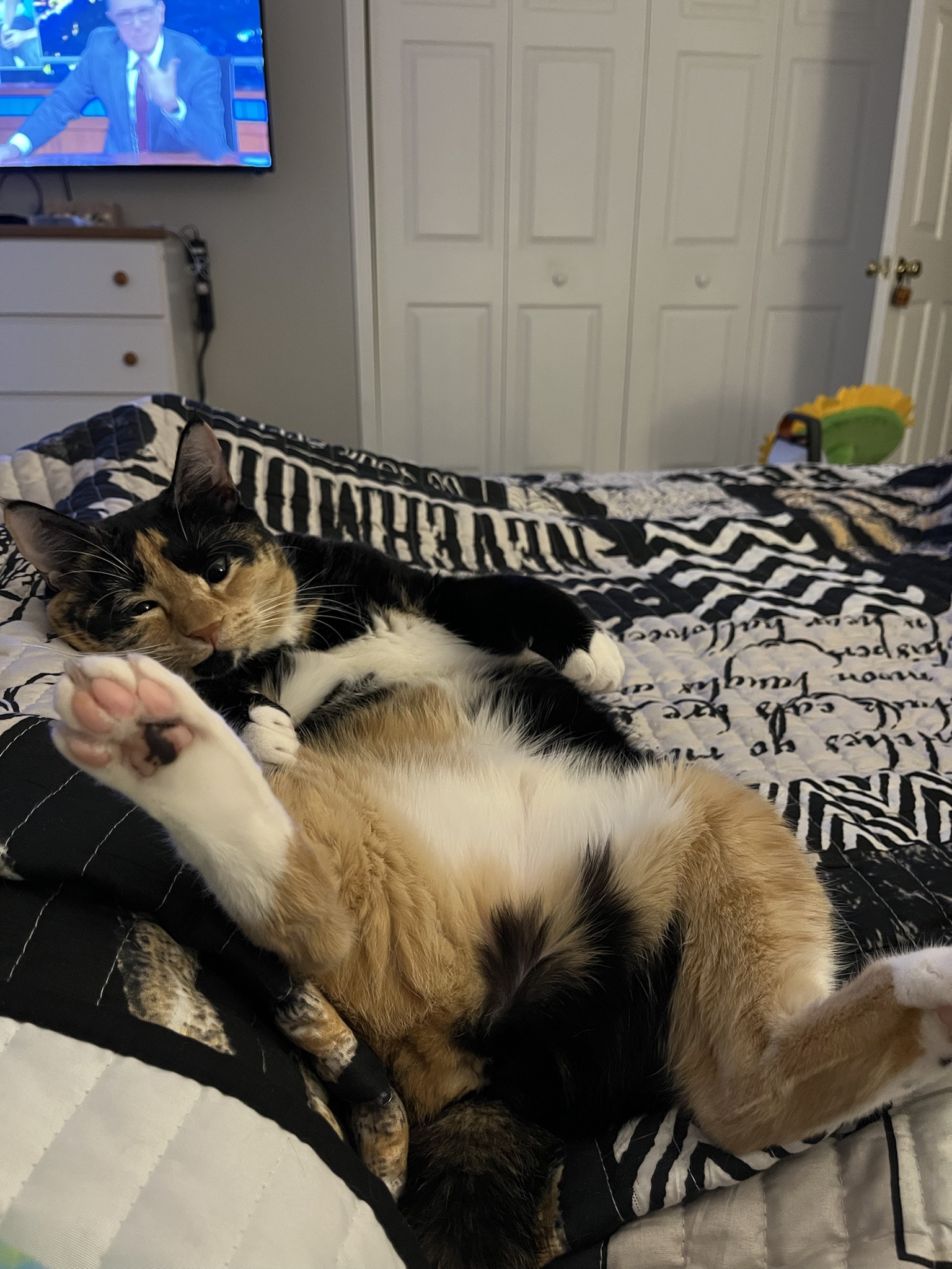 Celebrating Our Feline Friends on National Cat Day!