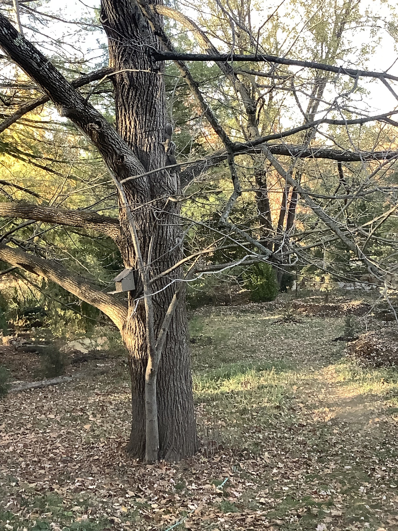 A squirrel's nest right next to its lunch box – talk about convenience!