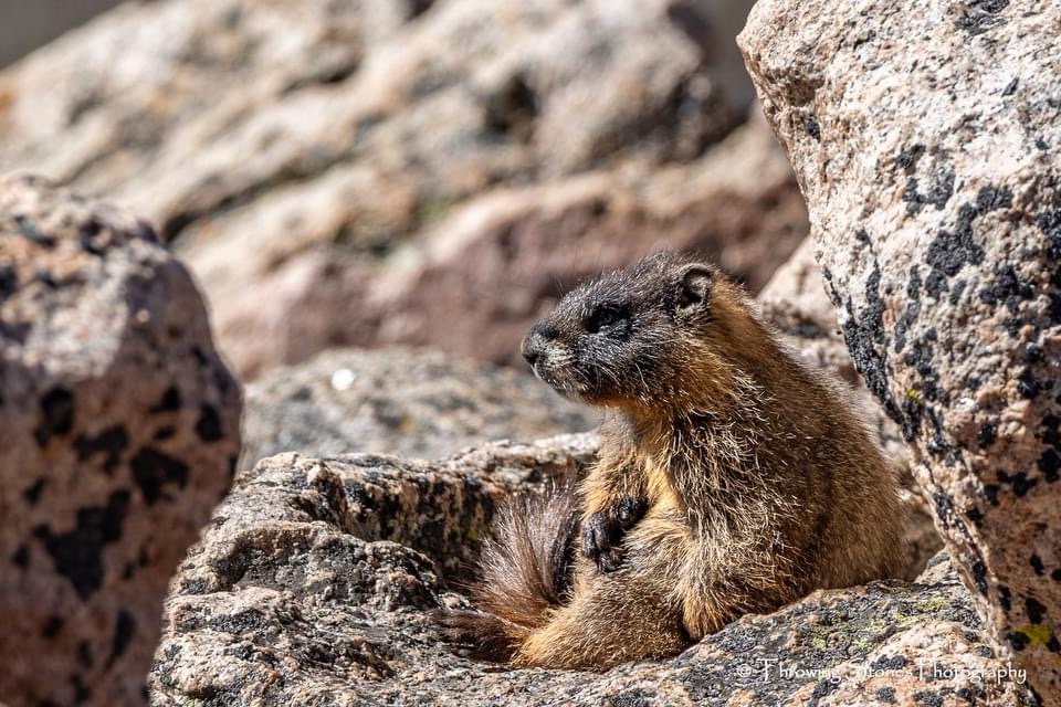 Adorable Alert: Meet the Cutie Everyone Loves