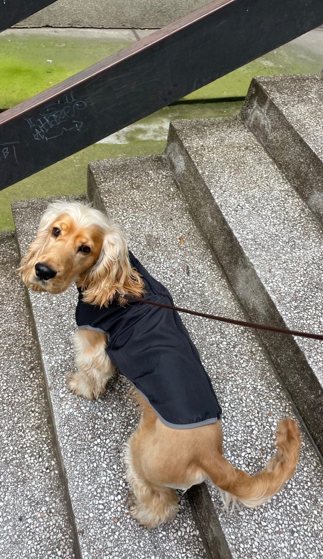 Introducing My Pup: Let's See Your Furry Friends!