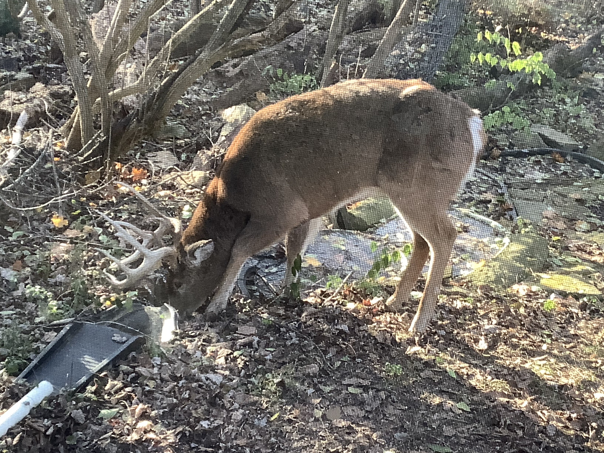 A Special Buck for November 30, 2024