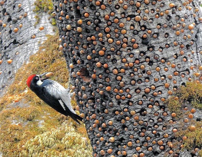 Save the Acorns: A Call to Action!