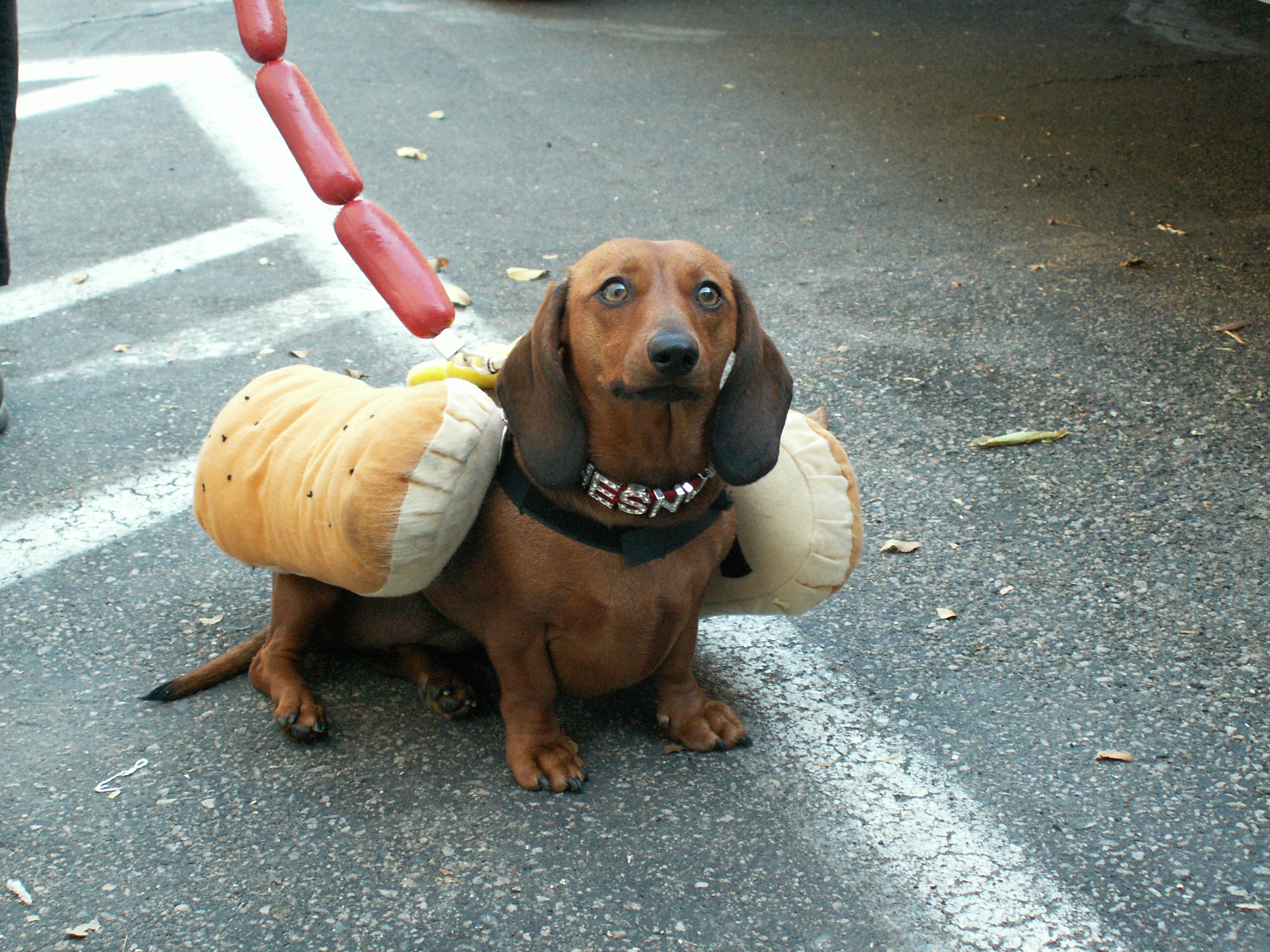 Sausagedog: A Canine Witness to the Unseen